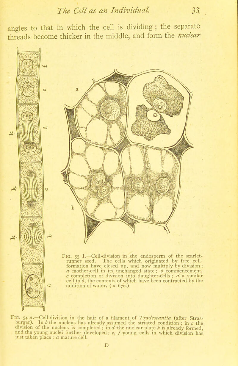 angles to that in which the cell is dividing; the separate threads become thicker in the middle, and form the nuclear B - I Fig. 55 I.—Cell-division in the endosperm of the scarlet- ranner seed. The cells which originated by free cell- formation have closed up, and now multiply by division ; a mother-cell in its unchanged state ; b commencement, c completion of division into daughter-cells ; d a similar cell to the contents of which have been contracted by the addition of water, (x 670.) Fig. S4 a.—Cell-division in the hair of a filament of Tradcscantia (after Stras- burger). In b the nucleus has already assumed the striated condition ; in c the division of the nucleus is completed ; in d the nuclear plate Ic is already formed, and the young nuclei further developed ; e, f young cells in which division has just taken place ; a mature cell. D