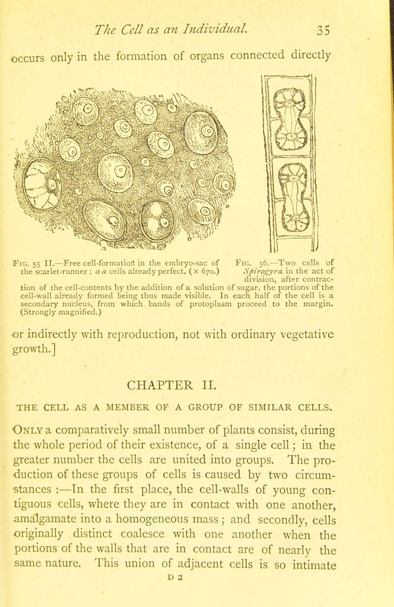 occurs only in the formation of organs connected directly iFiG. 55 II.—Free cell-formatioil in the embryo-sac of Fig. 56.—Two cells of the scarlet-runner : a a cells already perfect, (x 670.) S^irogyra in the act of division, after contrac- tion of the cell-contents by the addition of a solution of sugar, the portions of the cell-wall already formed being thus made visible. In each half of the cell is a secondary nucleus, from which bands of protoplasm proceed to the margin. (Strongly magnified.) or indirectly with reproduction, not with ordinary vegetative growth.] CHAPTER 11. THE CELL AS A MEMBER OF A GROUP OF SIMILAR CELLS. Only a comparatively small number of plants consist, during the whole period of their existence, of a single cell; in the greater number the cells are united into groups. The pro- duction of these groups of cells is caused by two circum- stances :—In the first place, the cell-walls of young con- tiguous cells, where they are in contact with one another, amalgamate into a homogeneous mass ; and secondly, cells originally distinct coalesce with one another when the portions of the walls that are in contact are of nearly the same nature. This union of adjacent cells is so intimate D 2