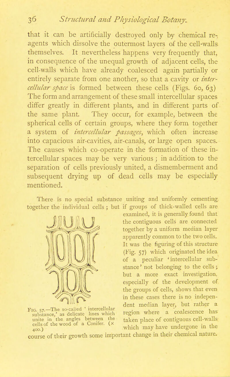 that it can be artificially destroyed only by chemical re- agents which dissolve the outermost layers of the cell-walls themselves. It nevertheless happens very frequently that, in consequence of the unequal growth of adjacent cells, the cell-walls which have already coalesced again partially or entirely separate from one another, so that a cavity or inter- celbilar space is formed between these cells (Figs. 60, 63) The form and arrangement of these small intercellular spaces differ greatly in different plants, and in different parts of the same plant. They occur, for example, between the spherical cells of certain groups, where they form together a system of intercellular passages, which often increase into capacious air-cavities, air-canals, or large open spaces. The causes which co-operate in the formation of these in- tercellular spaces may be very various ; in addition to the separation of cells previously united, a dismemberment and subsequent drying up of dead cells may be especially mentioned. There is no special substance uniting and uniformly cementing, together the individual cells ; but if groups of thick-walled cells are examined, it is generally found that the contiguous cells are connected together by a uniform median layer apparently common to the two cells. It was the figuring of this structure (Fig. 57) which originated the idea of a peculiar 'intercellular sub- stance ' not belonging to the cells ; but a more exact investigation, especially of the development of the gi-oups of cells, shows that even in these cases there is no indepen- dent median layer, but rather a region where a coalescence has taken place of contiguous cell-walls which may have undergone in the Fig. 57.—The so-called ' intercellular substance,' as delicate lines which unite in the angles between the cells of the wood of a Conifer, (x 400.) course of their growth some important change in their chemical nature.