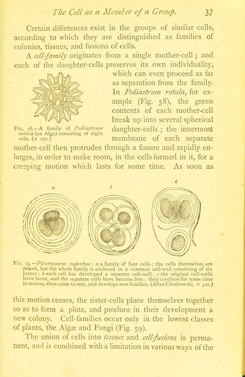 Certain differences exist in the groups of similar cells, according to which they are distinguished as families of colonies, tissues, and fusions of cells. A cell-family originates from a single mother-cell; and each of the daughter-cells preserves its own individuality, which can even proceed as fai as separation from the family. In Pediastrum rotitla, for ex- ample (Fig. 58), the green contents of each mother-cell break up into several spherical Fig. 58.—a family of Pediastrum daughter-cells : the innermost rotiila (an Alga) consisting of eight ^ cells. (X 250.) membrane of each separate mother-cell then protrudes through a fissure and rapidly en- larges, in order to make room, in the cells formed in it, for a creeping motion which lasts for some time. As soon as c Fig. 5g.—Pienrococcus snfierbiis : « a family of four cells; the cells themselves are nailed, but the whole family is enclosed in a common cell-wall consisting of six layers ; b each cell has developed a separate cell-wall ; c the original cell-walls have burst, and the separate cells have become free ; they continue for some time in motion, then come to rest, and develope new families. (After Cienkowski. X 320.) this motion ceases, the sister-cells place themselves together so as to form a plate, and produce in their development a new colony. Cell-families occur only in the lowest classes of plants, the Algfe and Fungi (Fig. 59). The union of cells into tissues and cellfusions is perma- nent, and is combined with a limitation in various ways of the