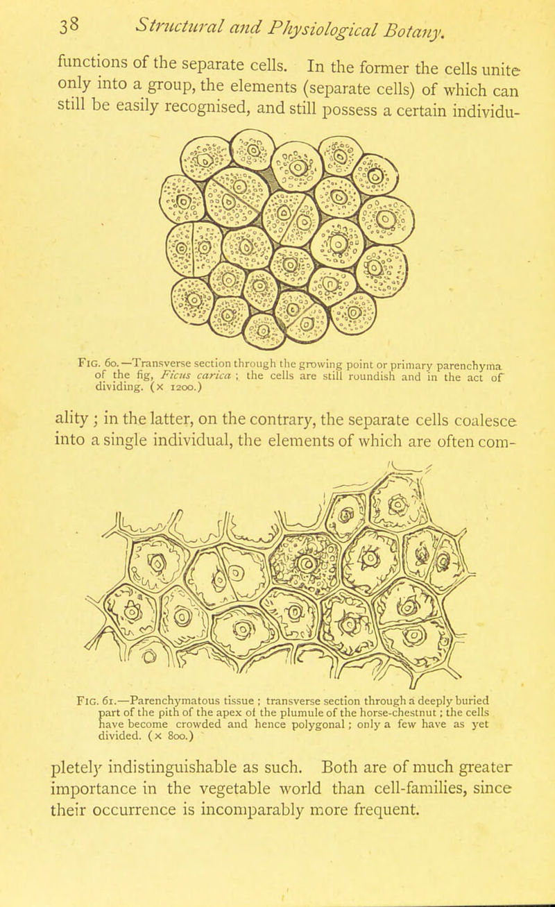 functions of the separate cells. In the former the cells unite only into a group, the elements (separate cells) of which can still be easily recognised, and still possess a certain individu- Fig. 6o. —Transverse section through the growing point or primary parenchyma of the fig, Ficus carica ; the cells are still roundisli and in the act of dividing, (x 1200.) ality ; in the latter, on the contrary, the separate cells coalesce into a single individual, tlie elements of which are often com- FlG. 61.—Parenchymatous tissue ; transverse section through a deeply buried part of the pith of the apex of the plumule of the horse-chestnut; the cells have become crowded and hence polygonal; only a few have as yet divided, (x 800.) pletely indistinguishable as such. Both are of much greater importance in the vegetable world than cell-families, since their occurrence is incomparably more frequent.