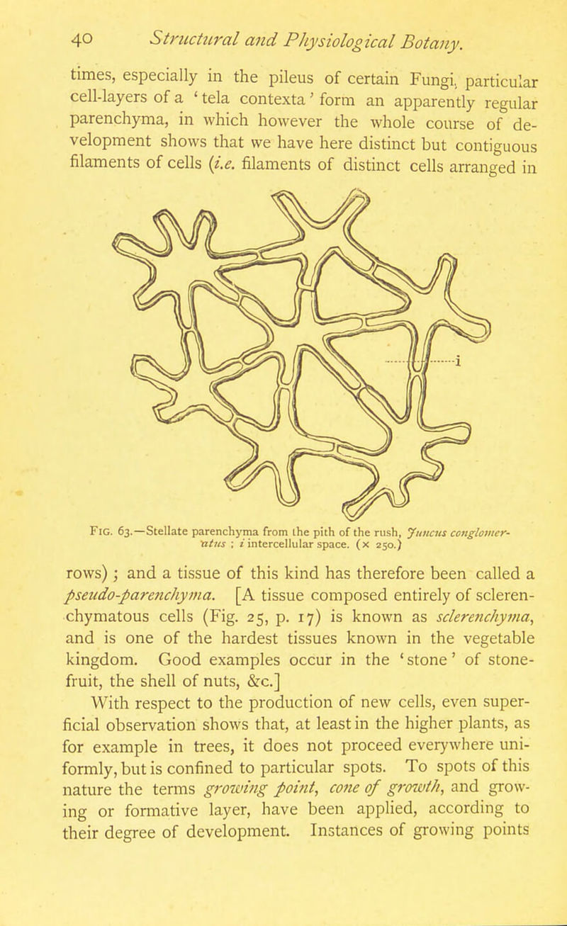 times, especially in the pileus of certain Fungi, particular cell-layers of a ' tela contexta ' form an apparently regular parenchyma, in which however the whole course of de- velopment shows that we have here distinct but contiguous filaments of cells {j.e. filaments of distinct cells arranged in Fig. 63.—Stellate parenchyma from the pith of the rush, Jiiucus conglomer- •atiis : z intercellular space, (x 250.) rows) ; and a tissue of this kind has therefore been called a pseudo-parenchyma. [A tissue composed entirely of scleren- chymatous cells (Fig. 25, p. 17) is known as sderetic/iy7na, and is one of the hardest tissues known in the vegetable kingdom. Good examples occur in the ' stone' of stone- fruit, the shell of nuts, &c.] With respect to the production of new cells, even super- ficial observation shows that, at least in the higher plants, as for example in trees, it does not proceed everywhere uni- formly, but is confined to particular spots. To spots of this nature the terms growing poifit, cone of groivih, and grow- ing or formative layer, have been applied, according to their degree of development. Instances of growing points