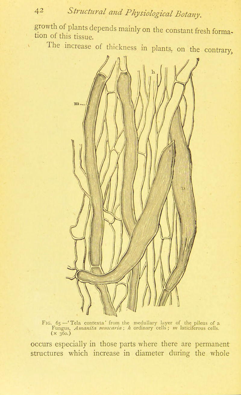 growth of plants depends mainly on the constant fresh forma- tion of this tissue. The increase of thickness in plants, on the contrary, Fig. 6s—'Tela contexta' from the medullary layer of [he pileus of a Fungus, Amanita, vniscaria; h ordinary cells; in iaticiferous cells, (x 360.) occurs especially in those parts where there are permanent structures which increase in diameter during the whole