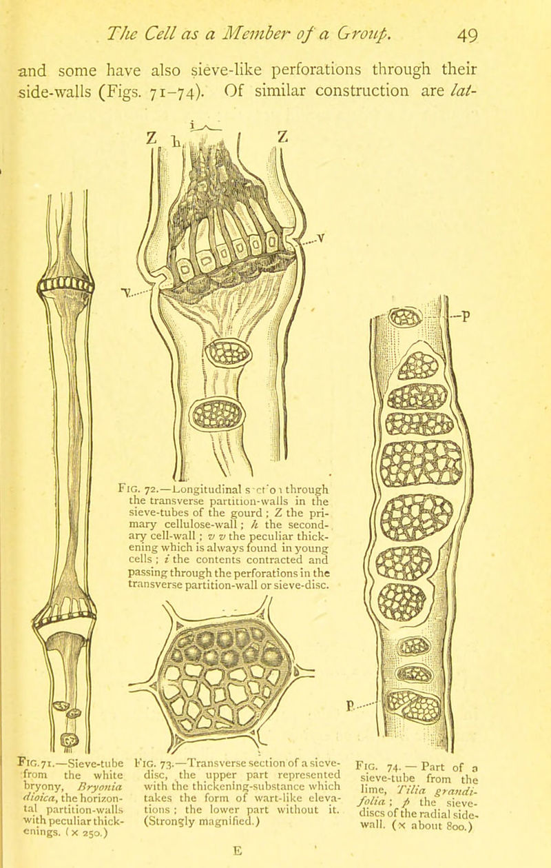 and some have also sieve-like perforations through their side-walls (Figs. 71-74). Of similar construction are lal- ..V Fig. 72.—Longitudinal s ct'oi through the transverse partition-walls in the sieve-tubes of the gourd ; Z the pri- mary cellulose-wall; k the second- ary cell-wall ; 71 v the peculiar thick- ening which is always found in young cells ; i the contents contracted and passing through the perforations in the transverse partition-wall or sieve-disc. F10.71.—Sieve-tube ■from the white bryony, Bryoina dioica, the horizon- tal partition-walls with peculiar thick- enings. (X 250.) IKS Fig. 73.—Transverse section of a sieve- disc, the upper part represented with the thickening-substance which takes the form of w.irt-like eleva- tions ; the lower part witliout it. (Strongly magnified.) E Fig. 74. — Part of a .sieve-tube from the lime, Tilia grandi- foiia ; / the sieve- discs of the radial side- wall, (x about 800.)