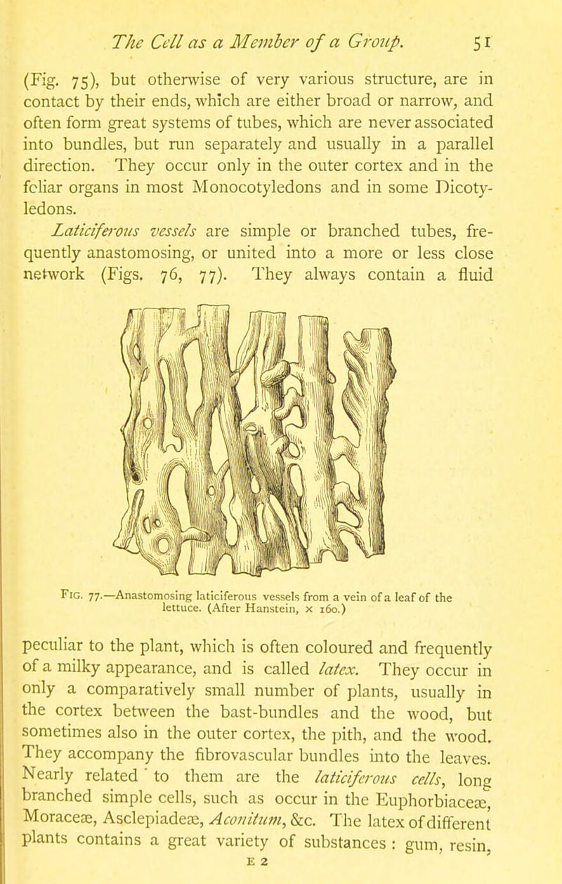 (Fig. 75), but otherwise of very various structure, are in contact by their ends, which are either broad or narrow, and often form great systems of tubes, which are never associated into bundles, but nm separately and usually in a parallel direction. They occur only in the outer cortex and in the foliar organs in most Monocotyledons and in some Dicoty- ledons. Laticiferons vessels are simple or branched tubes, fre- quently anastomosing, or united into a more or less close network (Figs. 76, 77). They always contain a fluid Fig. 77.—Anastomosing laticiferoiis vessels from a vein of a leaf of the lettuce. (After Hanstein, x i6o.) peculiar to the plant, which is often coloured and frequently of a milky appearance, and is called laiex. They occur in only a comparatively small number of plants, usually in the cortex between the bast-bundles and the wood, but sometimes also in the outer cortex, the pith, and the wood. They accompany the fibrovascular bundles into the leaves. Nearly related' to them are the laticiferons cells, long branched simple cells, such as occur in the Euphorbiacese, Moracese, Asclepiadeae, Acoiiitum, &c. The latex of different plants contains a great variety of substances : gum, resin,