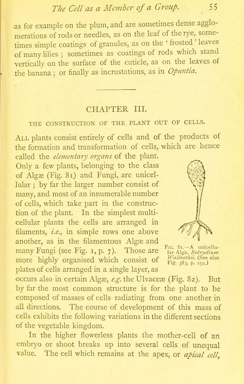 as for example on the plum, and are sometimes dense agglo- merations of rods or needles, as on the leaf of the rye, some- times simple coatings of granules, as on the ' frosted' leaves of many Ulies ; sometimes as coatings of rods which stand vertically on the surface of the cuticle, as on the leaves of the banana; or finally as incrustations, as in Opuntia. CHAPTER HI. THE CONSTRUCTION OF THE PLANT OUT OF CELLS. All plants consist entirely of cells and of the products of the formation and transformation of cells, which are hence called the elementary orgatis of the plant. Only a few plants, belonging to the class of Algse (Fig. 81) and Fungi, are unicel- lular ; by far the larger number consist of many, and most of an innumerable number of cells, which take part in the construc- tion of the plant. In the simplest multi- cellular plants the cells are arranged in filaments, i.e., in simple rows one above another, as in the filamentous Algce and many Fungi (see Fig. i, p. 7). Those are more highly organised which consist of plates of cells arranged in a single layer, as occurs also in certain Algae, e.g. the Ulvacese (Fig. 82). But by far the most common structure is for the plant to be composed of masses of cells radiating from one another in all directions. The course of development of this mass of cells exhibits the following variations in the different sections of the vegetable kingdom. In the higher flowerless plants the mother-cell of an embryo or shoot breaks up into several cells of unequal value. The cell which remains at the apex, or apical cell, Fig. Sr.—A unicellu- lar Alga, Botrydiuni VVallrothii. (See also Fig. 383, p. 252.)