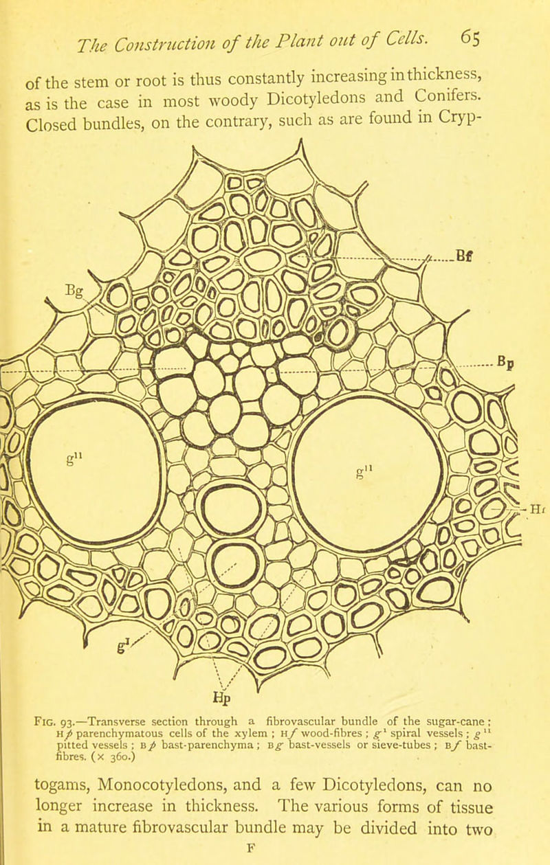 of the stem or root is thus constantly increasing in thickness, as is the case in most woody Dicotyledons and Conifers. Closed bundles, on the contrary, such as are found in Cryp- Fig. 93.—Transverse section through a fibrovascular bundle of the sugar-cane; H/ parenchymatous cells of the xylem ; Hf wood-fibres ; ^' spiral vessels ; g  pitted vessels ; b/bast-parenchyma ; bast-vessels or sieve-tubes ; B_/bast- fibres, (x 360.) togams, Monocotyledons, and a few Dicotyledons, can no longer increase in thickness. The various forms of tissue in a mature fibrovascular bundle may be divided into two F