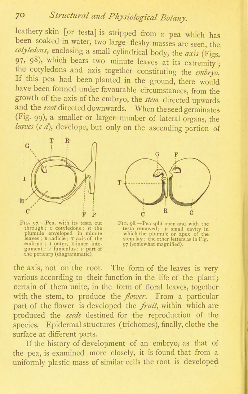 leathery skin [or testa] is stripped from a pea which has been soaked m water, two large fleshy masses are seen, the cotyledons, enclosing a small cylindrical body, the axis (Figs. 97, 98), which bears two minute leaves at its extremity; the cotyledons and axis together constituting the embryo. If this pea had been planted in the ground, there would have been formed under favourable circumstances, from the growth of the axis of the embryo, the stem directed upwards and the root directed downwards. When the seed germinates (Fig. 99), a smaller or larger number of lateral organs, the leaves {c d), develope, but only on the ascending portion of F P Fig. 97.—Pea, with its testa cut through; c cotyledons ; G the plumule enveloped in minute leaves ; R radicle ; T axis of the embryo ; i outer, E inner inte- gument ; F funiculus ; p part of the pericarp (diagrammatic). Fig. 98.—Pea split open and with the testa removed; F small cavity in which the plumule or apex of the stem lay ; the other letters as in Fig. 97 (somewhat magnified). the axis, not on the root. The form of the leaves is very various according to their function in the life of the plant ; certain of them unite, in the form of floral leaves, together with the stem, to produce the flower. From a particular part of the flower is developed the fruit., within which are produced the seeds destined for the reproduction of the species. Epidermal structures (trichomes), finally, clothe the surface at different parts. If the histoiy of development of an embryo, as that of the pea, is examined more closely, it is found that from a uniformly plastic mass of similar cells the root is developed