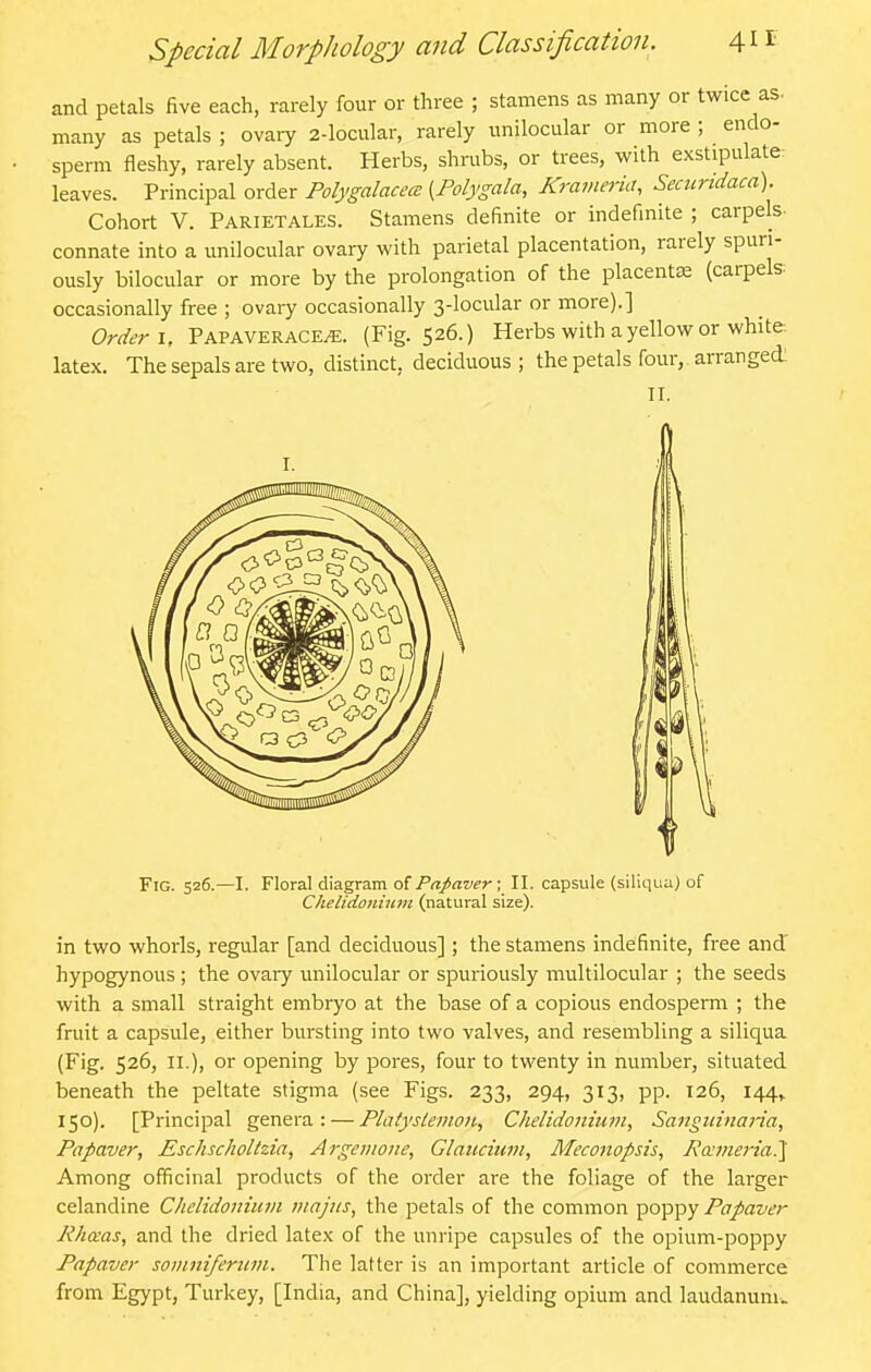 and petals five each, rarely four or three ; stamens as many or twice as- many as petals ; ovary 2-locular, rarely unilocular or more ; endo- sperm fleshy, rarely absent. Herbs, shrubs, or trees, with exstipulate: leaves. Principal order Polygalacece {Polygala, Kraviencu Seciirtdaca). Cohort V. Parietales. Stamens definite or indefinite ; carpels- connate into a unilocular ovary with parietal placentation, rarely spuri- ously bilocular or more by the prolongation of the placentae (carpels occasionally fi-ee ; ovaiy occasionally 3-locular or more).] Order \, Papaverace^. (Fig. 526.) Herbs with a yellow or white- latex. The sepals are two, distinct, deciduous ; the petals four, arranged; II. Fig. 526.—I. Floral diagram of Prt/flwr; II. capsule (siliqua) of Chelidoiiium (natural size). in two whorls, regular [and deciduous] ; the stamens indefinite, free and' hypogynous; the ovary unilocular or spuriously multilocular ; the seeds with a small straight embryo at the base of a copious endosperm ; the fruit a capsule, either bursting into two valves, and resembling a siliqua (Fig. 526, II.), or opening by pores, four to twenty in number, situated beneath the peltate stigma (see Figs. 233, 294, 313, pp. 126, 144^ 150). [Principal genera: — Platysleinon, Chelidoniuni, Saitguinaria, Papaver, Plschscholhia, Argetuone, Glaiiciuvi, Meconopsis, Ro:meria?[ Among officinal products of the order are the foliage of the larger celandine Chelidonium iiiajns, the petals of the common poppy Papaver Jihceas, and the dried latex of the unripe capsules of the opium-poppy Papaver soviniferum. The latter is an important article of commerce from Egypt, Turkey, [India, and China], yielding opium and laudanum.