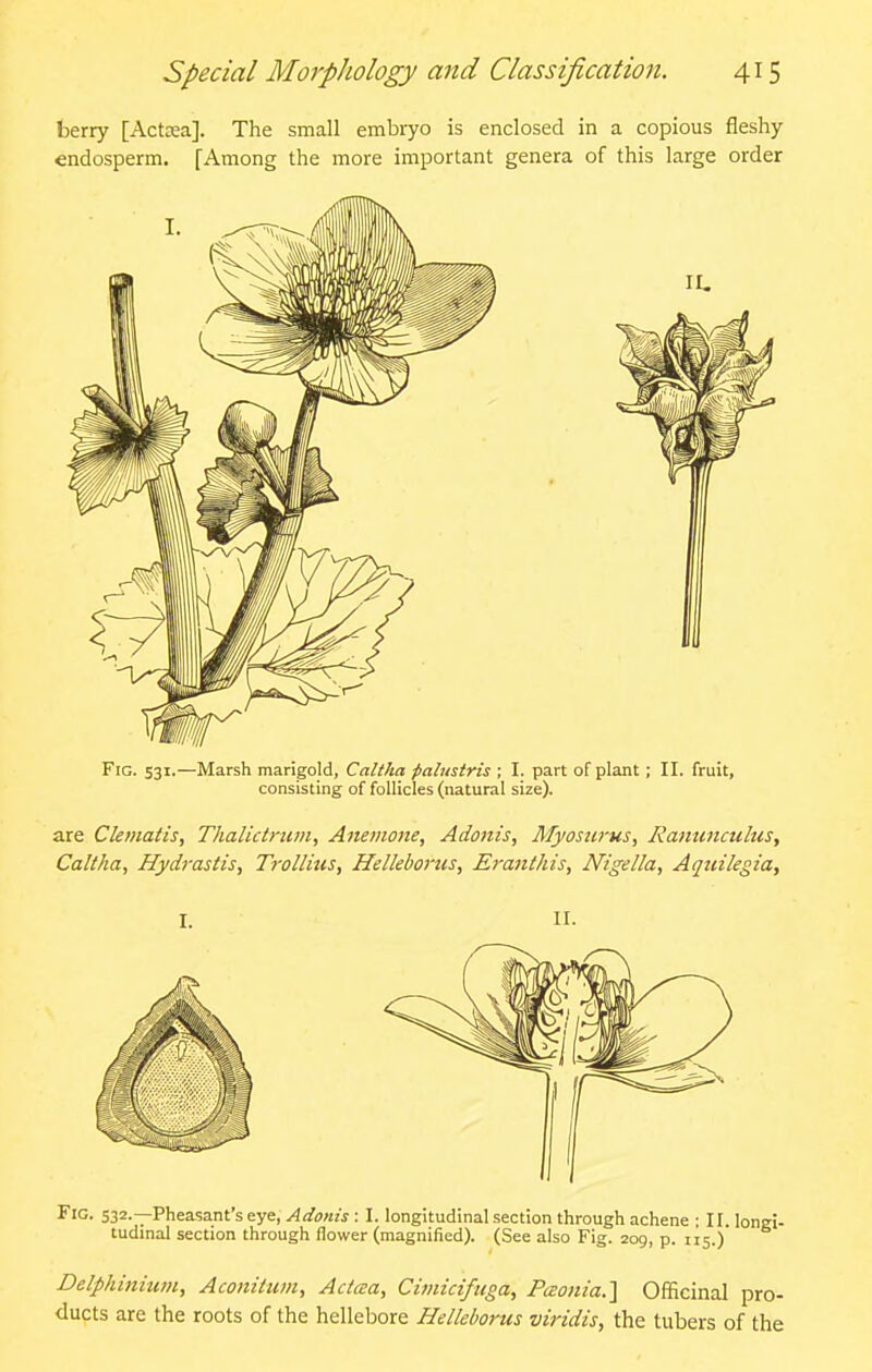 berry [Actcea]. The small embryo is enclosed in a copious fleshy endosperm, [Among the more important genera of this large order II. Fig. S31.—Marsh marigold, Calttia palusiris ; I. part of plant ; II. fruit, consisting of follicles (natural size). are Clematis, Thallctncm, Anemone, Adonis, Myosurus, Ranunculus, Caltha, Hydrastis, Trollius, Helleborus, Eranthis, Nigella, Aquilegia, II. Fig. 532.—Pheasant's eye, Adonis: I. longitudinal section through achene ; 11, longi- tudinal section through flower (magnified). (See also Fig. 209, p. 115.) Delphinium, Aconitum, Actcea, Cimicifuga, PcEonia.] Officinal pro- ducts are the roots of the hellebore Helleborus viridis, the tubers of the