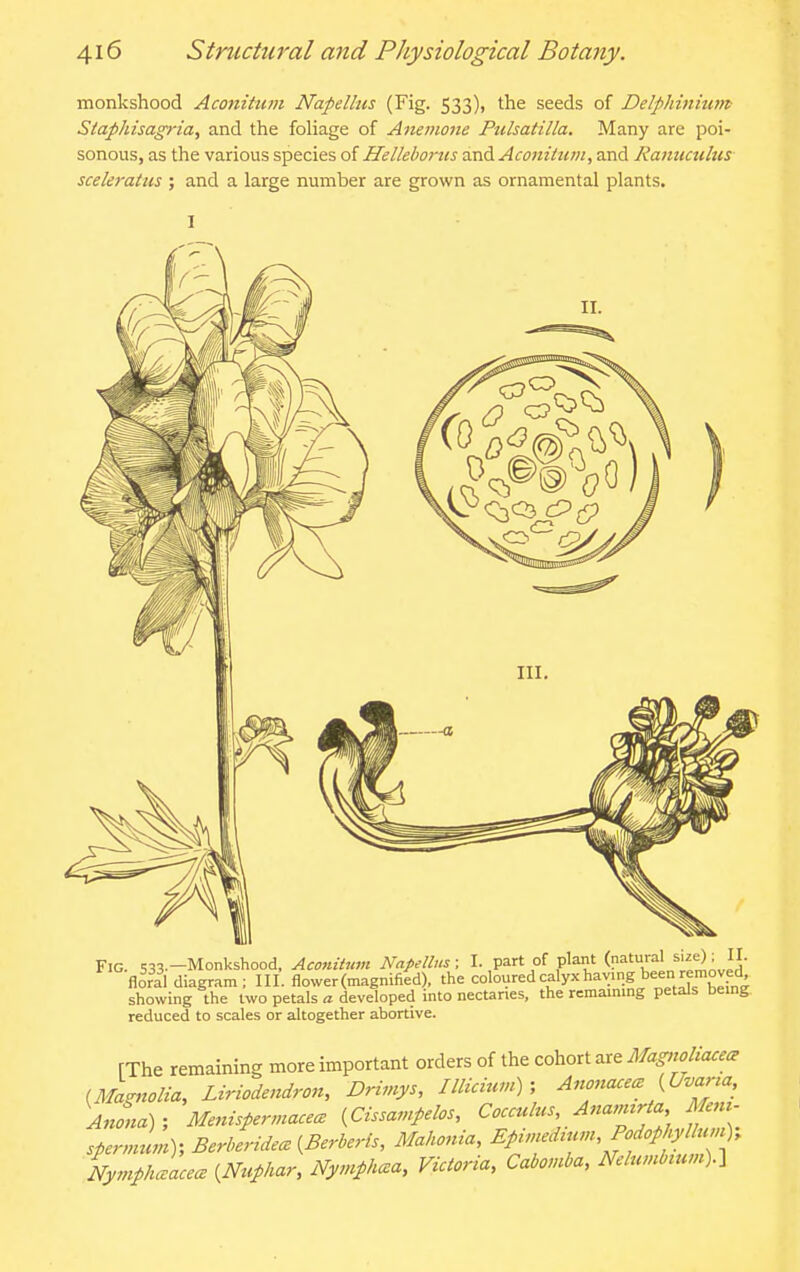 monkshood Acoriitum Napelbis (Fig. 533), the seeds of Delphinium Siaphisagria, and the foliage of Anemone Pulsatilla. Many are poi- sonous, as the various species of Hellehortis and Aconitiim^ and Ranuculus sceleratus ; and a large number are grown as ornamental plants. Fig. 533.-Monkshood, Aconituvt Napellus; I. part of plant (natural size), floral diagram; III. flower (magnified), the coloured calyx having been removed showing the two petals a developed into nectaries, the remainmg petals bemg reduced to scales or altogether abortive. [The remaining more important orders of the cohort are Magnoliacece i^Magnolia, Liriodendron, Drimys, IlHcircvC), Anona); MenispermacecB {Cissampelos, Cocculus Anannrta Mem- spermum); BerlLie. [Berberis, Mahonia, ^P^'f^^^^^^f^^-^^ NymphJacece {Nuphar, Nymphc^a, Victoria, Cabomba, Nelumbmm).^