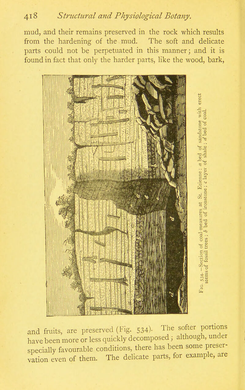 mud, and their remains preserved in the rock which results from the hardening of the mud. The soft and deHcate parts could not be perpetuated in this manner; and it is found in fact that only the harder parts, like the wood, bark, and fruits, are preserved (Fig. 534)- The softer portions have been more or less quickly decomposed; although, under specially favourable conditions, there has been some preser- vation even of them. The delicate parts, for example, are