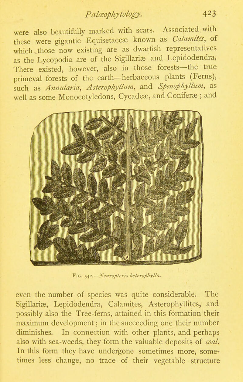 were also beautifully marked with scars. Associated, with these were gigantic Equisetacese known as Calainites, of which those now existing are as dwarfish representatives as the Lycopodia are of the Sigillari^ and Lepidodendra. There existed, however, also in those forests—the true primeval forests of the earth—herbaceous plants (Ferns), such as Anmdaria, Asterophyllum, and Spenophyllum, as well as some Monocotyledons, Cycadese, and Coniferte 3 and Fig. z^i.—Neuro/ileris heterpphylla. even the number of species was quite considerable. The Sigillarias, Lepidodendra, Calamites, Asterophyllites, and possibly also the Tree-ferns, attained in this formation their maximum development; in the succeeding one their number diminishes. In connection with other plants, and perhaps also with sea-weeds, they form the valuable deposits of coaL In this form they have undergone sometimes more, some- times less change, no trace of their vegetable structure