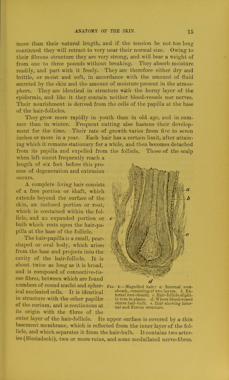 more than tlieir natural length, and if the tension be not too long continued they will retract to very near their normal size. Owing to their fibrous structure they are very strong, and will bear a weight of from one to three pounds without breaking. They absorb moisture readily, and part with it freely. They are therefore either dry and brittle, or moist and soft, in accordance with the amount of fluid secreted by the skin and the amount of moisture present in the atmos- phere. They are identical in structure with the horny layer of the epidermis, and like it they contain neither blood-vessels nor nerves. Their nourishment is derived from the cells of the papilla at the base of the hair-follicles. They grow more rapidly in youth than in old age, and in sum- mer than in winter. Frequent cutting also hastens their develop- ment for the time. Their rate of growth varies from five to seven inches or more in a year. Each hair has a certain limit, after attain- ing which it remains stationary for a while, and then becomes detached from its papilla and expelled from the follicle. Those of the scalp when left uncut frequently reach a length of six feet before this pro- cess of degeneratioTi and extrusion occurs. A complete living hair consists of a free portion or shaft, which extends beyond the surface of the skin, an inclosed portion or root, which is contained within the fol- licle, and au expanded portion or bulb which rests upon the hair-pa- pilla at the base of the follicle. The hair-papilla is a small, pear- shaped or oval body, which arises from the base and projects into the cavity of the hair-follicle. It is about twice as long as it is broad, and is composed of connective-tis- sue fibres, between which are found numbers of round nuclei and spher- ical nucleated cells. It is identical in structure with the other papillae of the corium, and is continuous at its origin with the fibres of the outer layer of the hair-follicle. Its upper surface is covered by a thin basement membrane, which is reflected from the inner layer of the fol- licle, and which separates it from the hair-bulb. It contains two arter- ies (Biesiadecki), two or more veins, and some medullated nerve-fibres. d Fig. 4.—Magnified hair: a. Internal root- uheath, consisting of two layers, h. Ex- ternal root-sheath, c. Hair-tbllicle slight- ly torn in places, d. Where blood-ivossel enters hair-bulb. e. Hair showing inter- nal and fibrous structure.