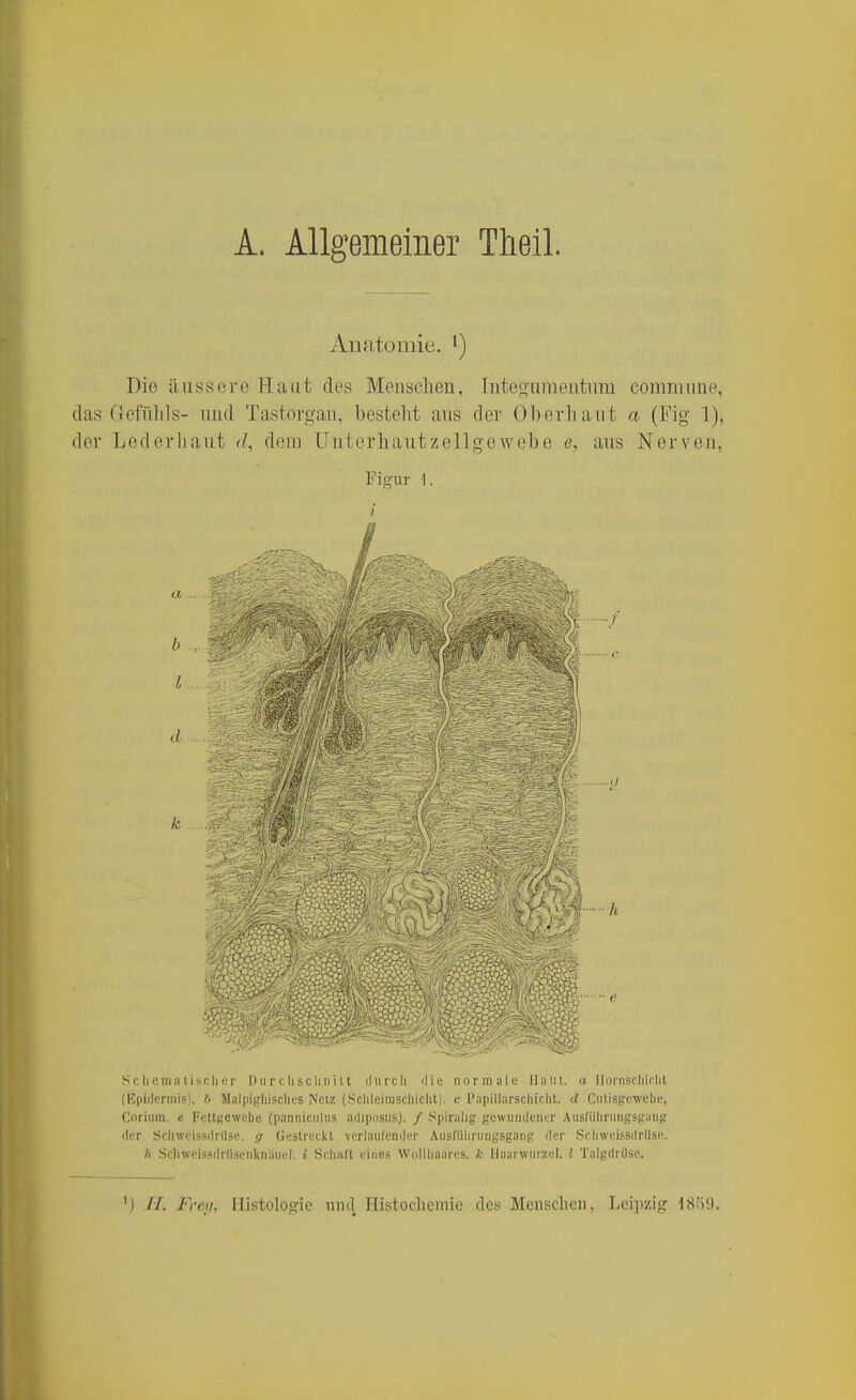 A. Allgemeiner Theil. Anatomie. ^) Die äussere Haut des Menschen, Inteonmentura commune, das Gefühls- und Tastorgan, besteht aus der Oberhaut a (Fig 1), der Lederliaut </, dem Untorhautzellgewebe e, aus Nerven, Figur 1. i Sc Ii e ma lisch er I) ii r c Ii s cli n i 11 ihircli ilie normale Hanl, a llornscliirlit (Epiilerinisl. h Malpi^rliisclies Nclz (Sclileirasclliclil). c Papillarscliiclit. d Ciilisprewebe, Cnrliim. e KettKewcbe (panniciilus adipnsus). / Spiralig gewundener Ausfiiliriiiigsgang der Scliweissdrllse. g Uestreckt verlaulemlcr Ansfillirungsgang der Srliweifsdrllse. h Scliwt'lssilrllsenknauel. i Schuft eines Wcdlhaares. V, Haarwurzel, l Talgdrüse. ') JI. Freii, Histologie tind Histocliemie des Menschen. Lei])zig 18f)'.).