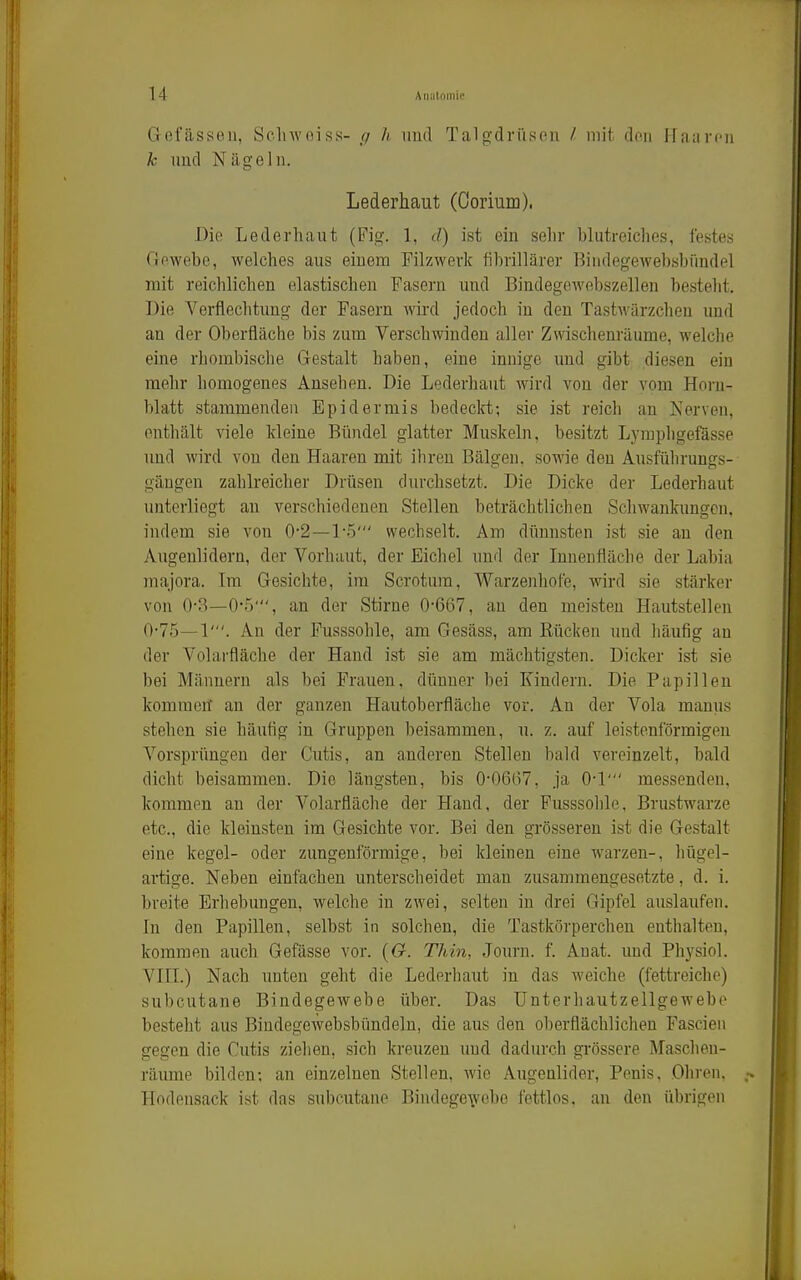 Gefässen, Schwoiss- g h und Talgdrüsen / mit den Haaren k und Nägeln. Lederhaut (Ooriuni). Die Lederhaut (Fig. 1, d) ist ein sehr blutreiches, festes Gewebe, welches aus einem Pilzwerk fibrillärer Bindegewebsbündel mit reichlichen elastischen Fasern und Bindegewebszellen besteht. Die Verfleclitung der Fasern wird jedoch in den Tastwärzchen und an der Oberfläche bis zum Verschwinden aller Zwischenräume, welelie eine rhombische Gestalt haben, eine innige und gibt diesen ein mehr homogenes Ansehen. Die Lederhaut wird von der vom Horn- blatt stammenden Epidermis bedeckt; sie ist reich an Nerven, enthält viele kleine Bündel glatter Muskeln, besitzt Lyrapligefässe und wird von den Haaren mit ihren Bälgen, sowie den Ausführungs- gängen zahlreicher Drüsen durchsetzt. Die Dicke der Lederhaut unterliegt an verschiedenen Stellen beträchtlichen Schwankungen, indem sie von 0-2—T5' wechselt. Am dünnsten ist sie an den Augenlidern, der Vorhaut, der Eichel und der Innenfläche der Labia majora. Im Gesichte, im Scrotura, Warzenhofe, wird sie stärker von ()■?>—0<)', an der Stirne 0-667, an den meisten Hautstellen 0-75—1'. An der Fusssohle, am Gesäss, am Rücken und häufig an der Volarfläche der Hand ist sie am mächtigsten. Dicker ist sie bei Männern als bei Frauen, dünner bei Kindern. Die Papillen kommen an der ganzen Hautoberfläche vor. An der Vola manus stehen sie häutig in Gruppen beisammen, u. z. auf leistenförmigen Vorsprüngen der Cutis, an anderen Stellen bald vereinzelt, bald dicht beisammen. Die längsten, bis 0-0667, ja 0-1' messenden, kommen an der Volarfläche der Hand, der Fusssohle, Brustwarze etc., die kleinsten im Gesichte vor. Bei den grösseren ist die Gestalt eine kegel- oder zungenförmige, bei kleinen eine warzen-, hügel- artige. Neben einfachen unterscheidet mau zusammengesetzte, d. i. breite Erhebungen, welche in zwei, selten in drei Gipfel auslaufen. In den Papillen, selbst in solchen, die Tastkörperchen enthalten, kommen auch Gefässe vor. {O. Thin, Journ. f. Auat. und Physich VIII.) Nach unten geht die Lederhaut in das weiche (fettreiche) subcutane Bindegewebe über. Das Unterhautzellgewebe besteht aus Bindegewebsbündeln, die aus den oberflächlichen Fascien gegen die Cutis ziehen, sich kreuzen und dadurch grössere Maschen- räume bilden; an einzelnen Stellen, wie Augenlidei-, Penis, Ohren, Hodensack ist das subcutane Bindegewebe fettlos, an den übrigen