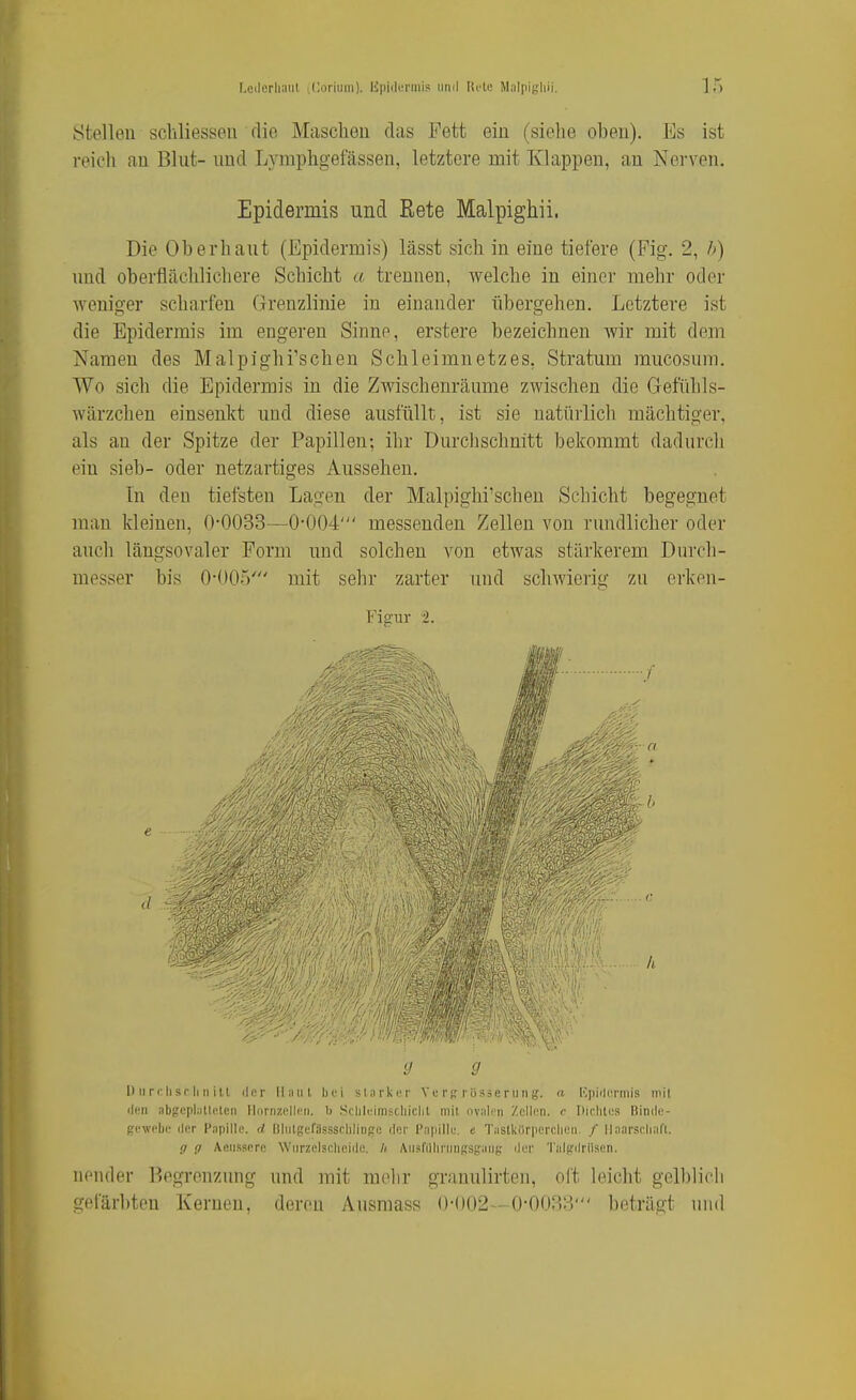 I.cilerliaiit .Ooriiim). lipiiliTiiiis uriii ücti; Malpigliii. ir. stellen scliliessou die Masclieii das Fett ein (siehe oben). Es ist reioli an Blut- und Lyraphgefässen, letztere mit Klappen, au Nerven. Epidermis und Eete Malpighii. Die Oberhaut (Epidermis) lässt sich in eine tiefere (Fig. 2, b) und oberflächlichere Schicht « trennen, welche in einer mehr oder weniger scharfen Grenzlinie in einander übergehen. Letztere ist die Epidermis im engeren Sinne, erstere bezeichnen wir mit dem Namen des Malpighi'scheu Sclileimnetzes, Stratum mucosum. Wo sich die Epidermis in die Zwischenräume zwischen die Gefühls- wärzchen einsenkt und diese ausfüllt, ist sie natürlich mächtiger, als an der Spitze der Papillen; ihr Durchschnitt bekommt dadurch ein sieb- oder netzartiges Aussehen. Tu den tiefsten Lagen der Malpighi'scheu Schicht begegnet mau kleinen, 0-0033—0-004' messenden Zellen von rundlicher oder auch längsovaler Form und solchen von etwas stärkerem Durch- messer bis 0-005' mit sehr zarter und schwierig zu erken- e 'j y 1) rirclisrliiiiii dor lliiiit Ijoi sUirkcr V e r^'r ü sse r u n g. a IspiiliM'iiiis ipil iIiMi abgcplalU'ten llririizi^lli'ii. b Schlciinscliiclit mit iivali'ii /.ellini. c Dlclitos Binde- frowcbi' iler fapillo. d liliitReriisssclilinfri; ilnr Papillu. e Tastkiirpcrcliuii. / IIaarschaft. <7 {/ Aftiissore Wnrzelsclioiil«. h Ausfllliningsg'aufr ilor Talfrilrlisdn. nender Begrenzung und mit mehr granulirten, oft leicht gelblich gefärbten Kernen, deren Ausmass 0-002--0-0033' beträgt uiul