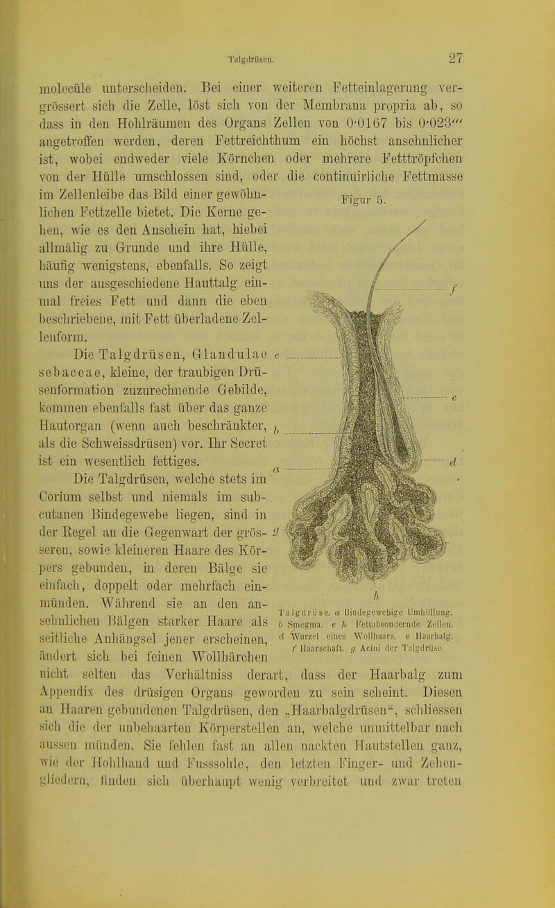 Figur 5. inolGCüle unterscheidon. Bei einer weiteren Fetteinlagcrung ver- grössert sich die Zelle, löst sich von der Membrana propria ab, so dass in den Hohlräumen des Organs Zellen von 0-01 (57 bis 0-023' angetroffen werden, deren Fettreichthima ein höchst ansehnlicher ist, wobei endweder viele Körnchen oder mehrere Fetttröpfcheu von der Hülle umschlossen sind, oder die continuirliche Fettmasse im Zellenleibe das Bild einer gewöhn- lichen Fettzelle bietet. Die Kerne ge- llen, wie es den Anschein hat, hiebei allmälig zu Grunde und ihre Hülle, liäufig wenigstens, ebenfalls. So zeigt ims der ausgeschiedene Hauttalg ein- mal freies Fett und dann die eben beschriebene, mit Fett überladene Zel- lenform. Die Talgdrüsen, Glandulae c sebaceae, kleine, der traubigeu Drü- seuformation zuzurechnende Gebilde, kommen ebenfalls fast über das ganze Hautorgan (wenn auch beschränkter, als die Schweissdrüsen) vor. Ihr Secret ist ein wesentlich fettiges. Die Talgdrüsen, welche stets im Corium selbst und niemals im sub- cutanen Bindegewebe liegen, sind in der Eegel an die Gegenwart der gros- ' seren, sowie kleineren Haare des Kör- pers gebunden, in deren Bälge sie einfach, doppelt oder mehrfach ein- münden. Während sie an den au- aelmlicheu Bälgen starker Haare als rsmegma7 c a Fetuibsondernde zuiien. seitliche Anhängsel jener erscheinen, ^ ^''^ '•'''^^ woiinaiMs. e iiaaibaig. .. , , . , , . ,. . , HaarscUafl. <j Acini (ler Talgdrüse. ändert sich bei icmen Wollhärchen iiiclit selten das Vcrhältniss derart, dass der Haarbalg zum Appendix des drüsigen Organs geworden zu sein scheint. Diesen an Haaren gebundenen Talgdrüsen, den „Haarbalgdrüscn, schliessen sich die der unbehaarten Körperstellen an, welche unmittelbar nach aussen münden. Sie fehlen fast an allen nackten Hautstelleu ganz, wie der Hoiilhand und Fusssohle, den letzten Finger- und Zehen- '4liedern, finden sicli überhaupt wenig verbi'eitet und zwar treten 'l ulgdi'Use. a liiinlegcwcbiije Umlililluiig.
