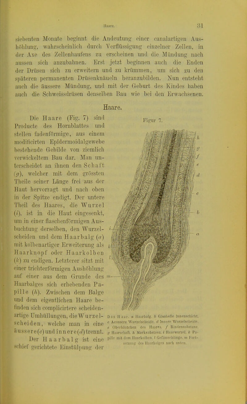sioboutcu Monate beginnt die Andeutung einer canalavtigen Aus- liölilung, walirscheinlich durcli Verflüssigung einzelner Zellen, in der Axe des Zellenhaufeus zu erscheinen und die Mündung nach aussen sich anzubahnen. Erst jetzt beginnen auch die Enden der Drüsen sicli zu erweitern und zu krümmen, um sich zu den späteren permanenten Drüsenknäueln heranzu])ilden. Nun entsteht auch die äussere Mündung, und mit der Geburt des Kindes haben auch die Schweissdrüsen denselben Bau wie bei den Erwachsenen. Haare. Die Haare (Fig. 7) sind Producte des Hornblattes und stellen fadenförmige, aus einem moditicirten Epidermoidalgewebe bestellende Gebilde von ziemlich verwickeltem Bau dar. Man un- terscheidet an ihnen den Schaft (.(7), welcher mit dem grössten Theile seiner Länge frei aus der Haut hervorragt und nach oben in der Spitze endigt. Der untere Theil des Haares, die Wurzel {i), ist in die Haut eingesenkt, um in einer flaschenförmigen Aus- buchtung derselben, den Wurzel- scheiden und dem Haar balg {a) mit kolbeuartiger Erweiterung als Haarknopf oder Haarkolben (/i.) zu endigen. Letzterer sitzt mit einer ti'ichterförmigen Aushöhlung auf einer aus dem Grunde des Haarbalges sich erhebenden Pa- pille (h). Zwischen dem Balge und dem eigentlichen Haare be- finden sich complicirtere scheiden- artige Umhüllungen-, die Wurzel- scheiden, welche man in eine ä u s s e r e (c) und i n n e r e (d) trennt. Der H a a r b a 1 g ist eine >!<-liif'r gerichtete Einstülpung der Figur 7. bas Il.-iiii-. a Ihiürbiilg. b Olaslicllo Inni'nsriiii'lil. c Auiisscre Wiirzelscliuidc. r/ IniiiTi' Wiirzi'lsrhi'iili'. c Obciliäiitclicn (los Manrps. / Uinilensiihslaiiz. 17 Ilaarsclinft. h Marksiibstanz. i llaarwiirzPl. /• Pa- liillc niil ficm llaarknihnn. ' nofasssriiliiigi!. vi Koil- si'.lzmis: ilfis llaarbal^;rs iiacb iinlrii.