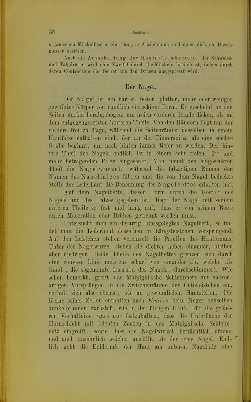 orcfiinischen Muskelfasern eine liingere Ausdehnung und i;inen flickercn Durch- messer besitzen. Auch die Ausscheidung der Hautdriisen-Secrete, der Schweiss- und Talgdrüsen wird ohne Zweifel durch die Muskeln beeinflusst, indem durch dei'en Contraction das Secret aus den Drüsen ausgepresst wird. Der Nagel. Der Nagel ist ein harter, fester, platter, mehr oder weniger gBAvölbter Körper von rundlich viereclriger Form. Er erscheint an den Seiten stärker herabgebogen, am freien vorderen Eande dicker, als an dem entgegengesetzten hinteren Tb eile. Von den Bändern liegt nur der vordere frei zu Tage, während die Seitenränder desselben in einem Hautfalze enthalten sind, der an der Fingerspitze als eine seichte Grube beginnt, um nach hinten immer tiefer zu Averden. Der hin- tere Theil des Nagels endlich ist in einem sehr tiefen, 2' und mehr betragenden Falze eingesenkt. Man nennt den eingesenkten Theil die Nagelwurzel, während die falzärtigen Kinnen den Namen des Nagelfalzes führen und die von dem Nagel bedeckte Stelle der Lederhaut die Benennung des Nagelbettes erhalten hat. Auf dem Nagelbette, dessen Form durch die Gestalt des Nagels und des Falzes gegeben ist, liegt der Nagel mit seinem unteren Theile so fest rmd innig auf, dass er von seinem Bette durcli Maceration oder Brühen getrennt werden muss. Untersucht man ein derartig blossgelegtes Nagelbett, so fin- det man die Lederhaut desselben in Längsleistchen vorspringend. Auf den Leistchen steben vereinzelt die Papillen des Hautorgans. Unter der Nagelwirrzel stehen sie dichter neben einander, bleiben aber niedriger. Beide Theile des Nagelbettes grenzen sich dm-ch eine convexe Linie meistens scharf von einander ab, welche als Band , die sogenannte Lunula des Nagels, durchschimmert. Wie schon bemerkt, greift das Malpighi'sche Schleimnetz mit zackeu- artigen Vorsprüngen in die Zwischenräume der Cutisleistchen ein, verhält sich also ebenso, Avie an gewöhnlichen Hautstelleu. Die Kerne seiner Zellen enthalten nach Krause beim Neger denselben dunkelbraunen Farbstoff, wie in der übrigen Haut. Für die gröbe- ren Verhältnisse wäre nur festzuhalten, dass die Unterfläche der Horuschicht mit leichten Zacken in das Malpighi'sche Schleim- netz eingreift, sowie dass die Nagelwurzel beträchtlich dünner imd aucli ansehnlich weicher ausfällt, als der freie Nagel. Eiul- lieh geht die Epidermis der Haut am unteren Nagelfalz eine