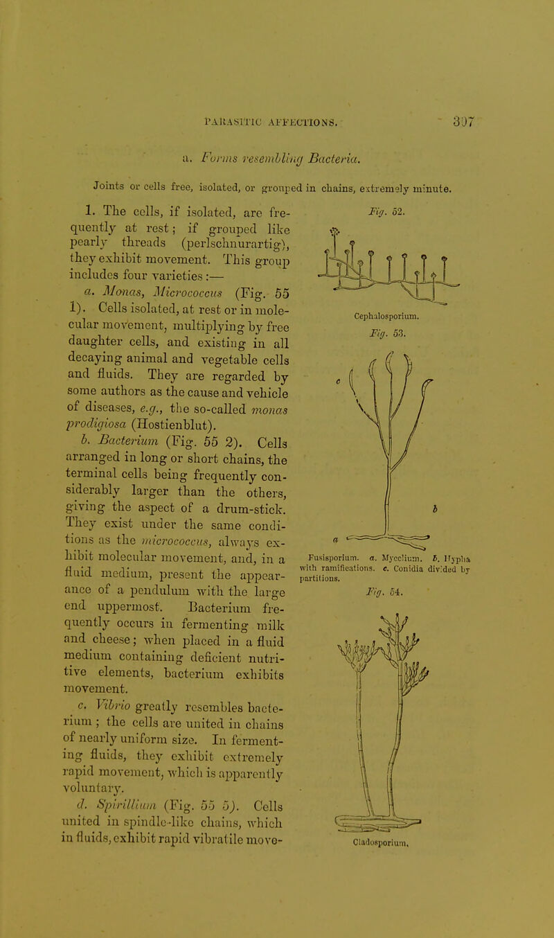 I'AllASITIC Ari'ECTlONS. ' 31)7 a. Forms resemhUng Bacteria. Joints or cells free, isolated, or grouped in chains, extremely minute. 1. The cells, if isolated, are fre- quently at rest; if grouped like pearly threads (perlschnurartig), they exhibit movement. This group includes four varieties:— a. Manas, Micrococcus (Fig. 55 1). Cells isolated, at rest or in mole- cular movement, multiplying by free daughter cells, and existing in all decaying animal and vegetable cells and fluids. They are regarded by some authors as the cause and vehicle of diseases, e.g., the so-called monas procligiosa (Hostienblut). b. Bacterium (Fig. 55 2). Cells arranged in long or short chains, the terminal cells being frequently con- siderably larger than the others, giving the aspect of a drum-stick. They exist under the same condi- tions as the micrococcus, always ex- hibit molecular movement, and, in a fluid medium, present the appear- ance of a pendulum with the large end uppermost. Bacterium fre- quently occurs in fermenting milk and cheese; when placed in a fluid medium containing deficient nutri- tive elements, bacterium exhibits movement. ^ c. Vibrio greatly resembles bacte- rium ; the cells are united in chains of nearly uniform size. In ferment- ing fluids, they exhibit extremely rapid movement, whicli is a^jparently voluntary. (7. Spirilliuia (Fig. 55 i>). Cells united in spindlc-like chains, wliich in fluids, exhibit rapid vibratile move- Cephalosporium. Fig. 53. Fusisporium. a with ramifications, partitions. Fig. MyccUi;;n. I. ITjplia e. Conidia divMed by 54. Ciadosporium.
