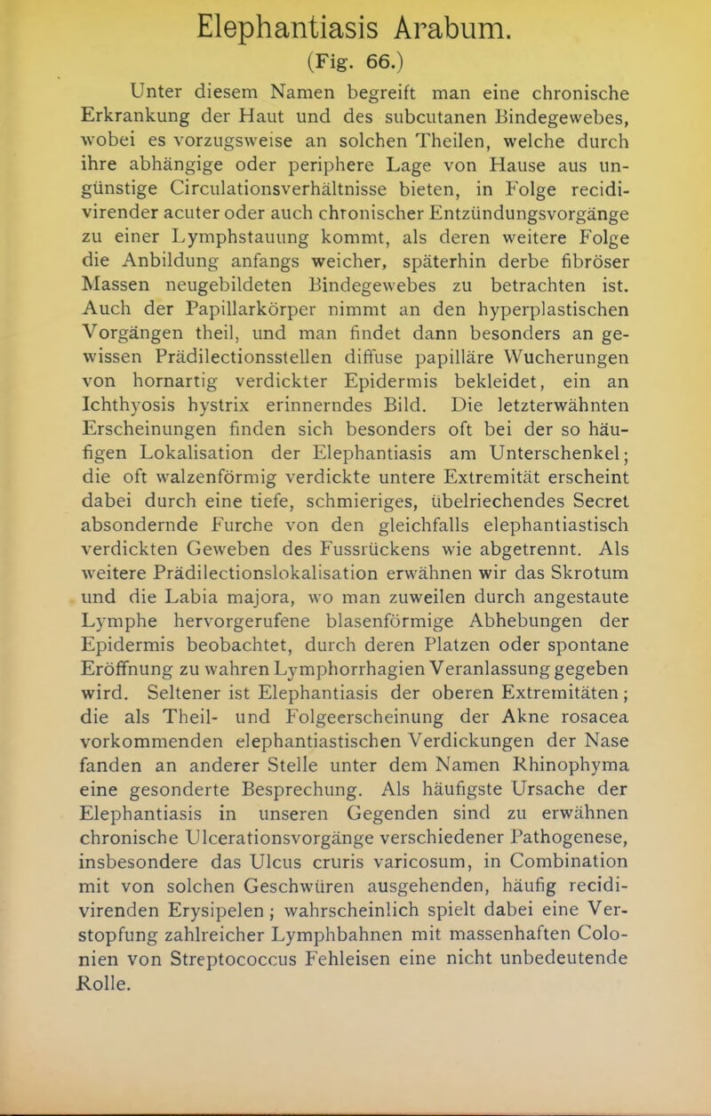 Elephantiasis Arabum. (Fig. 66.) Unter diesem Namen begreift man eine chronische Erkrankung der Haut und des subcutanen Bindegewebes, wobei es vorzugsweise an solchen Theilen, welche durch ihre abhängige oder periphere Lage von Hause aus un- günstige Circulationsverhältnisse bieten, in Folge recidi- virender acuter oder auch chronischer Entzündungsvorgänge zu einer Lymphstauung kommt, als deren weitere Folge die Anbildung anfangs weicher, späterhin derbe fibröser Massen neugebildeten Bindegewebes zu betrachten ist. Auch der Papillarkörper nimmt an den hyperplastischen Vorgängen theil, und man findet dann besonders an ge- wissen Prädilectionsstellen diffuse papilläre Wucherungen von hornartig verdickter Epidermis bekleidet, ein an Ichthyosis hystrix erinnerndes Bild. Die letzterwähnten Erscheinungen finden sich besonders oft bei der so häu- figen Lokalisation der Elephantiasis am Unterschenkel; die oft walzenförmig verdickte untere Extremität erscheint dabei durch eine tiefe, schmieriges, übelriechendes Beeret absondernde Furche von den gleichfalls elephantiastisch verdickten Geweben des Fussrückens wie abgetrennt. Als weitere Prädilectionslokalisation erwähnen wir das Skrotum und die Labia majora, wo man zuweilen durch angestaute Lymphe hervorgerufene blasenförmige Abhebungen der Epidermis beobachtet, durch deren Platzen oder spontane Eröffnung zu wahren Ly mphorrhagien Veranlassung gegeben wird. Seltener ist Elephantiasis der oberen Extremitäten ; die als Theil- und Folgeerscheinung der Akne rosacea vorkommenden elephantiastischen Verdickungen der Nase fanden an anderer Stelle unter dem Namen Rhinophyma eine gesonderte Besprechung. Als häufigste Ursache der Elephantiasis in unseren Gegenden sind zu erwähnen chronische Ulcerationsvorgänge verschiedener Pathogenese, insbesondere das Ulcus cruris varicosum, in Combination mit von solchen Geschwüren ausgehenden, häufig recidi- virenden Erysipelen; wahrscheinlich spielt dabei eine Ver- stopfung zahlreicher Lymphbahnen mit massenhaften Colo- nien von Streptococcus Fehleisen eine nicht unbedeutende Rolle.