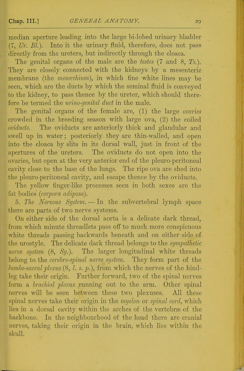 median aperture leading into the large bi-lobed urinary bladder (7, TJr. BL). Into it the urinary fluid, therefore, does not pass directly from the ureters, but indirectly through the cloaca. The genital organs of the male are the testes (7 and 8, Ts.). They are closely connected with the kidneys by a mesenteric membrane (the mesorchium), in which fine white lines may be seen, which are the ducts by which the seminal fluid is conveyed to the kidney, to pass thence by the ureter, which should there- fore be termed the tmm-genital duct in the male. The genital organs of the female are, (1) the large ovaries crowded in the breeding season with large ova, (2) the coiled oviducts. The oviducts are anteriorly thick and glandular and swell up in water; posteriorly they are thin-walled, and open into the cloaca by slits in its dorsal wall, just in front of the apertures of the ureters. The oviducts do not open into the ovaries, but open at the very anterior end of the pleuro-peritoneal cavity close to the base of the lungs. The ripe ova are shed into the pleuro-peritoneal cavity, and escape thence by the oviducts. The yellow finger-like processes seen in both sexes are the fat bodies (corpora adiposa). 5. The Nervous System. — In the subvertebral lymph space there are parts of two nerve systems. On either side of the dorsal aorta is a delicate dark thread, from which minute threadlets pass ofi to much more conspicuous white threads passing backwards beneath and on either side of the urostyle. The delicate dark thread belongs to the sympathetic nerve system (8, Sy.). The larger longitudinal white threads belong to the cerehro-spinal nerve system. They form part of the lumbosacral plexus (8, /. s. p.), from which the nerves of the hind- leg take their origin. Further forward, two of the spinal nerves form a brachial pleoms running out to the arm. Other spinal nerves will be seen between these two plexuses. All these spinal nerves take their origin in the myelon or sjnnal cord, which lies in a dorsal cavity within the arches of the vertebrae of the backbone. In the neighbourhood of the head there are cranial nerves, taking their origin in the l^rain, which lies within the skull.