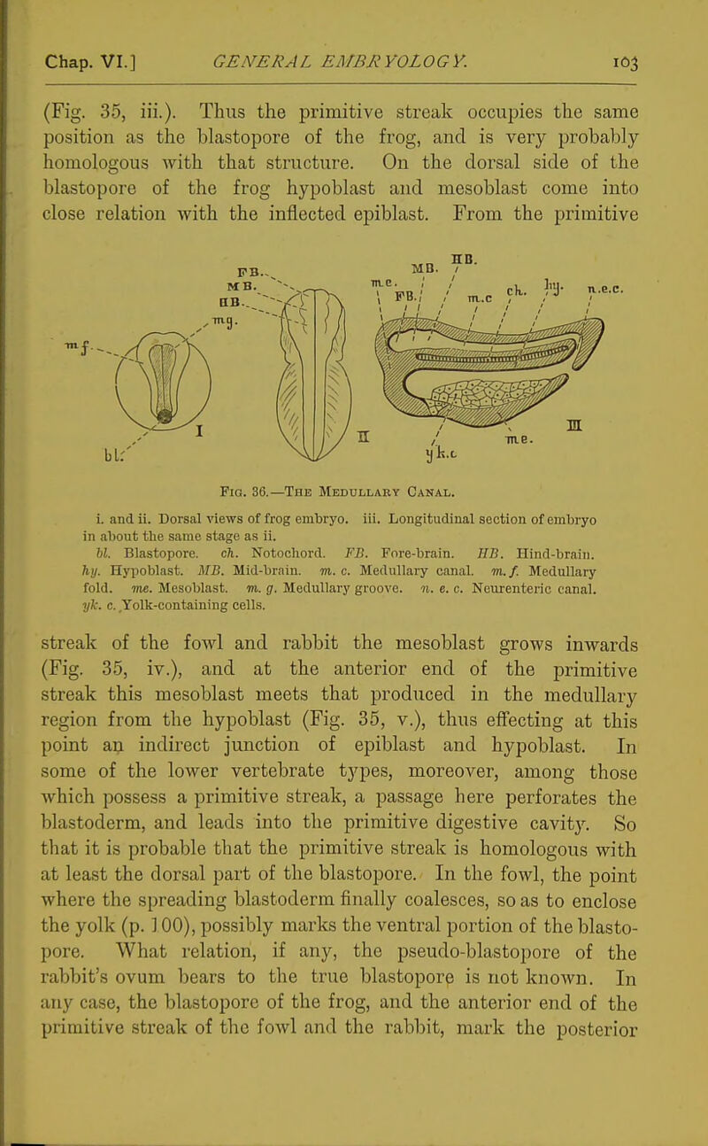 (Fig. 35, iii.). Thus the primitive streak occupies the same position as the blastopore of the frog, and is very probably homologous Avith that structure. On the dorsal side of the blastopore of the frog hypoblast and mesoblast come into close relation with the inflected epiblast. From the primitive Fig. 36.—The Medullary Canal. i. and ii. Dorsal views of frog embryo, iii. Longitudinal section of embryo in about the same stage as ii. 62. Blastopore. ch. Notochord. Fll. Fore-brain. KB. Hind-brain. hy. Hypoblast. MB. Mid-brain, m. c. Medullary canal, m./. Medullary fold. me. Mesoblast. m. g. Medullary groove, n. e. c. Neurenteric canal. yk. c. Yolk-containing cells. streak of the fowl and rabbit the mesoblast grows inwards (Fig. 3.5, iv.), and at the anterior end of the primitive streak this mesoblast meets that produced in the medullary region from the hypoblast (Fig. 35, v.), thus effecting at this point an indirect junction of epiblast and hypoblast. In some of the lower vertebrate types, moreover, among those which possess a primitive streak, a passage here perforates the blastoderm, and leads into the primitive digestive cavity. So tliat it is probable that the primitive streak is homologous with at least the dorsal part of the blastopore. In the fowl, the point where the spreading blastoderm finally coalesces, so as to enclose the yolk (p. 100), possibly marks the ventral portion of the blasto- pore. What relation, if any, the pseudo-blastopore of the rabbit's ovum bears to the true blastopore is not knoAvn. In any case, the blastopore of the frog, and the anterior end of the primitive streak of the fowl and the rabbit, mark the posterior