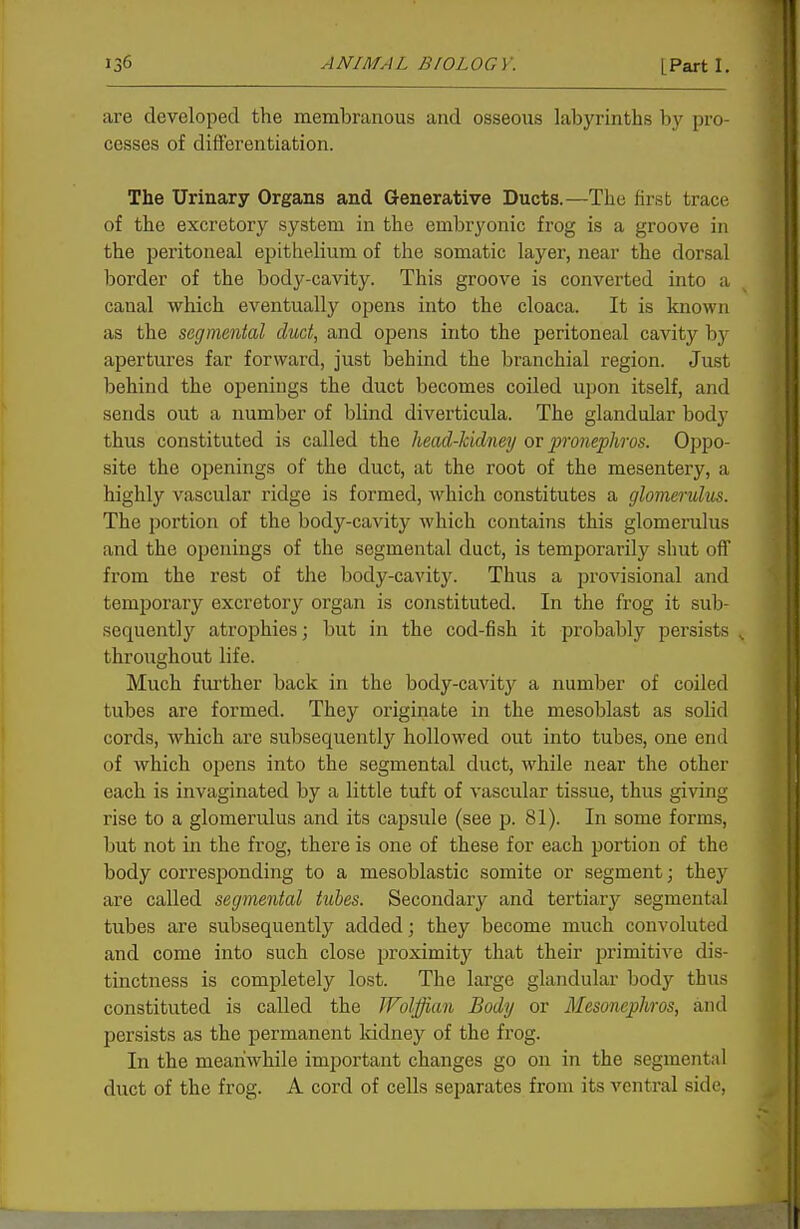 are developed the membranous and osseous labyrinths by pro- cesses of differentiation. The Urinary Organs and Generative Ducts.—The first trace of the excretory system in the embryonic frog is a groove in the peritoneal epithelium of the somatic layer, near the dorsal l)order of the body-cavity. This groove is converted into a canal which eventually opens into the cloaca. It is known as the segmental duct, and opens into the peritoneal cavity bj' apertures far forward, just behind the branchial region. Just behind the openings the duct becomes coiled upon itself, and sends out a number of blind diverticula. The glandular body thus constituted is called the head-kidney ov pronephros. Oppo- site the openings of the duct, at the root of the mesentery, a highly vascular ridge is formed, which constitutes a glomerulus. The portion of the body-cavity which contains this glomerulus and the openings of the segmental duct, is temporarily shut off from the rest of the body-cavity. Thus a jirovisional and temjjorary excretory organ is constituted. In the frog it sub- sequently atrophies; but in the cod-fish it probably persists throughout life. Much further back in the body-cavity a number of coiled tubes are formed. They originate in the mesoblast as solid cords, which are subsequently hollowed out into tubes, one end of which opens into the segmental duct, while near the other each is invaginated by a little tuft of vascular tissue, thus giving rise to a glomerulus and its capsule (see p. 81). In some forms, but not in the frog, there is one of these for each portion of the body corresponding to a mesoblastic somite or segment; they are called segmental tubes. Secondary and tertiary segmental tubes are subsequently added; they become much convoluted and come into such close proximity that their primitive dis- tinctness is completely lost. The large glandular body thus constituted is called the Wolffian Body or Mesonephros, and persists as the permanent Iddney of the frog. In the meanwhile important changes go on in the segmental duct of the frog. A cord of cells separates from its ventral side,