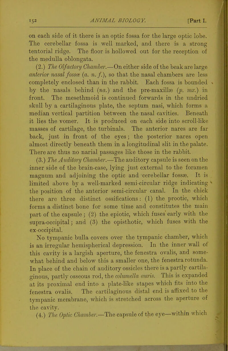 on each side of it there is an optic fossa for the large optic lobe. The cerebellar fossa is well marked, and there is a strong tentorial ridge. The floor is hollowed out for the reception of the medulla oblongata. (2.) The, Olfadonj Chamber.—On either side of the beak are large anterior nasal fossce (a. ii. f.), so that the nasal chambers are less completely enclosed than in the rabbit. Each fossa is bounded by the nasals behind (na.) and the pre-maxillse (j). mo:.) in front. The mesethmoid is continued forwards in the nndried skull by a cartilaginous plate, the septum nasi, which forms a median vertical partition between the nasal cavities. Beneath it lies the vomer. It is produced on each side into scroll-like masses of cartilage, the turbinals. The anterior nares are far back, just in front of the eyes; the posterior nares open almost directly beneath them in a longitudinal slit in the palate. There are thus no narial passages like those in the rabbit. (3.) The Auditory Chamber.—The auditory capsule is seen on the inner side of the brain-case, lying just external to the foramen magnum and adjoining the optic and cerebellar fossae. It is limited above by a well-marked semi-circular ridge indicating the position of the anterior semi-circular canal. In the chick there are three distinct ossifications: (1) the prootic, which forms a distinct bone for some time and constitutes the main part of the capsule; (2) the epiotic, which fuses'early with the supra-occipital; and (3) the opisthotic, which fuses Avith the ex-occipital. No tympanic bulla covers over the tympanic chamber, which is an irregular hemispherical depression. In the inner wall of this cavity is a largish aperture, the fenestra ovalis, and some- what behind and below this a smaller one, the fenestra rotunda. In place of the chain of auditory ossicles there is a partly cartila- ginous, partly osseous rod, the columella auris. This is expanded at its proximal end into a plate-like stapes which fits into the fenestra ovalis. The cartilaginous distal end is afiBxed to the tympanic membrane, which is stretched across the aperture of the cavity. (4.) The Optic Chamber.—The capsule of the eye—within which