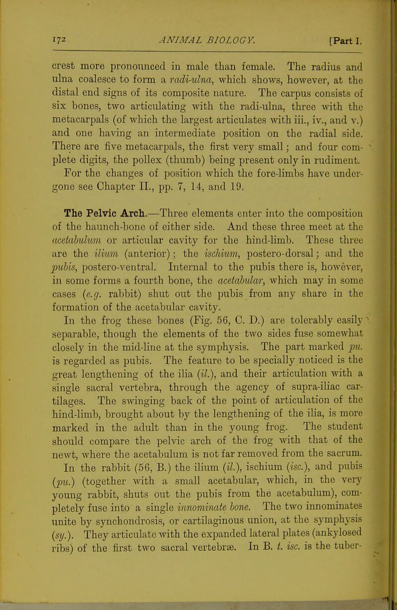 crest more pronounced in male than female. The radius and ulna coalesce to form a radi-ulna, which shows, however, at the distal end signs of its composite nature. The carpus consists of six bones, two articulating with the radi-ulna, three with the metacarpals (of which the largest articulates with iii., iv., and v.) and one having an intermediate position on the radial side. There are five metacarpals, the first very small; and four com- plete digits, the poUex (thumb) being present only in rudiment. For the changes of position which the fore-limbs have imder- gone see Chapter II., pp. 7, 14, and 19. The Pelvic Arch.—Three elements enter into the composition of the haunch-bone of either side. And these three meet at the acdahulum or articular cavity for the hind-limb. These three are the ilmm (anterior); the ischium, postero-dorsal; and the 2mhis, postero-ventral. Internal to the pubis there is, hoAvever, in some forms a fourth bone, the acetabular, which maj'^ in some cases {e.g. rabbit) shut out the pubis from any share in the formation of the acetabular cavity. In the frog these bones (Fig. 56, C. D.) are tolerably easily •■ separable, though the elements of the two sides fuse somewhat closely in the mid-line at the symphysis. The part marked pu. is regarded as pubis. The feature to be specially noticed is the great lengthening of the ilia {il.), and their articulation with a single sacral vertebra, through the agency of supra-iliac car- tilages. The SAvinging back of the point of articulation of the hind-limb, brought about by the lengthening of the ilia, is more marked in the adult than in the young frog. The student should compare the pelvic arch of the frog with that of the newt, where the acetabulum is not far removed from the sacrum. In the rabbit (56, B.) the ilium {il), ischium {isc), and pubis {pu.) (together with a small acetabular, which, in the very young rabbit, shuts out the pubis from the acetabulum), com- pletely fuse into a single innominate hone. The two innominates unite by synchondrosis, or cartilaginous union, at the symphysis {sy.). They articulate with the expanded lateral plates (ankylosed ribs) of the first two sacral vertebrae. In B. t. isc. is the tuber