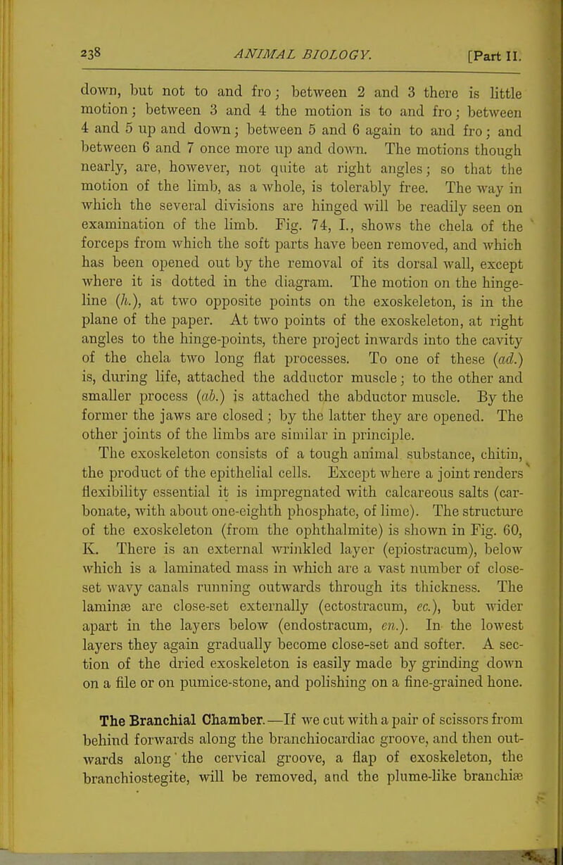 down, but not to and fro; between 2 and 3 there is little motion; between 3 and 4 the motion is to and fro; between 4 and 5 up and down; between 5 and 6 again to and fro; and between 6 and 7 once more up and doAvn. The motions though nearly, are, however, not quite at right angles; so that the motion of the limb, as a whole, is tolerably free. The Avay in which the several divisions are hinged will be readily seen on examination of the limb. Fig. 74, I., shows the chela of the ' forceps from which the soft parts have been removed, and which has been opened out by the removal of its dorsal wall, except where it is dotted in the diagram. The motion on the hinge- line (/t.), at two opposite points on the exoskeleton, is in the plane of the paper. At two points of the exoskeleton, at right angles to the hinge-points, there project inwards into the cavity of the chela two long flat processes. To one of these (ad) is, during life, attached the adductor muscle; to the other and smaller process {ab.) is attached the abductor muscle. By the former the jaws are closed ; by the latter they are opened. The other joints of the limbs are similar in principle. The exoskeleton consists of a tough animal substance, chitin, the product of the epithelial cells. Except where a joint renders flexibility essential it is impregnated with calcareous salts (car- bonate, with about one-eighth phosphate, of lime). The structure of the exoskeleton (from the ophthalmite) is shown in Fig. 60, K. There is an external wrinkled layer (epiostracum), below which is a laminated mass in which are a vast number of close- set wavy canals running outwards through its thickness. The laminEB are close-set externally (ectostracum, ec), but Ander apart in the layers below (endostracum, cn). In the lowest layers they again gradually become close-set and softer. A sec- tion of the dried exoskeleton is easily made by grinding down on a file or on pumice-stone, and polishing on a fine-grained hone. The Branchial Chamber.—If we cut with a pair of scissors from behind forwards along the branchiocardiac groove, and then out- wards along' the cervical groove, a flap of exoskeleton, the branchiostegite, will be removed, and the plume-like branchiae