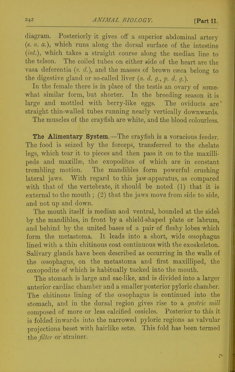 diagram. Posteriorly it gives off a superior abdominal arterj^ {s. a. a.), which runs along the dorsal sm-face of the inte.stine (int.), which takes a straight course along the median line to the telson. The coiled tubes on either side of the heart are the vasa deferentia {v. cL), and the masses of brown cseca belong to the digestive gland or so-called liver (a. d. g., p. d. g.). In the female there is in place of the testis an ovary of some- what similar form, but shorter. In the breeding season it is large and mottled with berry-like eggs. The oviducts are' straight thin-walled tubes running nearly vertically downwards. The muscles of the crayfish are white, and the blood colourless. The Alimentary System.—The crayfish is a voracious feeder. The food is seized by the forceps, transferred to the chelate legs, which tear it to pieces and then pass it on to the maxilli- peds and maxillsB, the exopodites of which are in constant trembling motion. The mandibles form powerful crushing lateral jaws. With regard to this jaw-apparatus, as compared with that of the vertebrate, it should be noted (1) that it is external to the mouth ; (2) that the jaws move from side to side, and not up and down. The mouth itself is median and ventral, bounded at the sides by the mandibles, in front by a shield-shaped plate or labrum, and behind by the united bases of a pair of fleshy lobes which form the metastoma. It leads into a short, wide oesophagus lined with a thin chitinous coat continuous with the exoskeleton. Salivary glands have been described as occurring in the walls of the oesophagus, on the metastoma and first maxilliped, the coxopodite of which is habitually tucked into the mouth. The stomach is large and sac-like, and is divided into a larger anterior cardiac chamber and a smaller posterior pyloric chamber. The chitinous lining of the oesophagus is continued into the stomach, and in the dorsal region gives rise to a gastric mill composed of more or less calcified ossicles. Posterior to this it is folded inwards into the narrowed pyloric regions as valvular projections beset with hairlike sette. This fold has been termed the filter or' strainer.