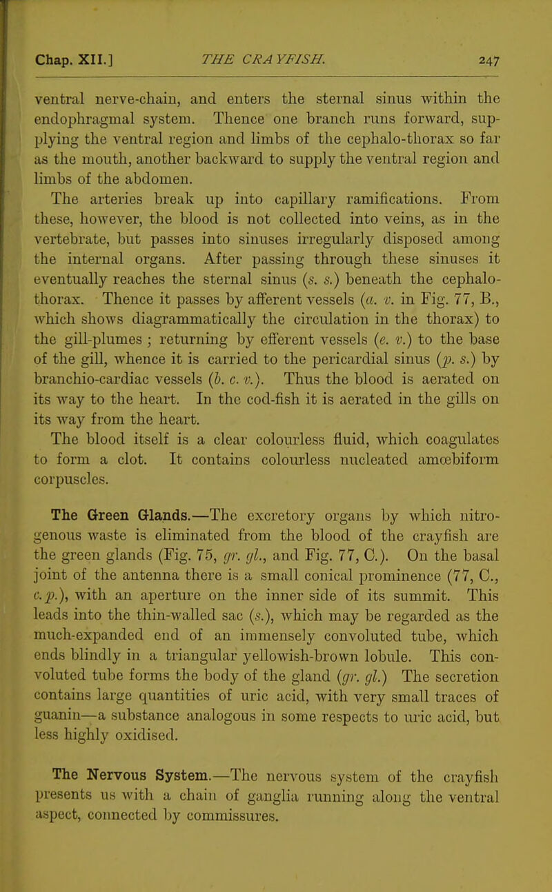 1 ' Chap. XII.] THE CRAYFISH. 247 ventral nerve-chain, and enters the sternal sinus within the endophragmal system. Thence one branch runs forward, sup- plying the ventral region and limbs of the cephalo-thorax so far as the mouth, another backward to supply the ventral region and limbs of the abdomen. The arteries break up into capillaiy ramifications. From these, however, the blood is not collected into veins, as in the vertebrate, but passes into sinuses irregularly disposed among the internal organs. After passing through these sinuses it eventually reaches the sternal sinus (s. s.) beneath the cephalo- thorax. Thence it passes by afferent vessels («. t. in Fig. 77, B., which shows diagrammatically the cii'culation in the thorax) to the gill-plumes ; returning by eflferent vessels {e. v.) to the base of the gill, whence it is carried to the pericardial sinus (^x s.) by branchio-cardiac vessels (b. c. v.). Thus the blood is aerated on its way to the heart. In the cod-fish it is aerated in the gills on its way from the heart. The blood itself is a clear colourless fluid, which coagulates to form a clot. It contains colourless nucleated amoebiform corpuscles. The Green Glands.—The excretory organs by which nitro- genous waste is eliminated from the blood of the crayfish are the green glands (Fig. 75, gr. gl, and Fig. 77, C). On the basal joint of the antenna there is a small conical prominence (77, C, c.p.), with an aperture on the inner side of its summit. This leads into the thin-walled sac (s.), which may be regarded as the much-expanded end of an immensely convoluted tube, which ends blindly in a triangular yellowish-brown lobule. This con- voluted tube forms the body of the gland (gr. gl.) The secretion contains large quantities of uric acid, with very small traces of guanin—a .substance analogous in some respects to uric acid, but less highly oxidised. The Nervous System.—The nervous system of the crayfish presents us with a chain of ganglia running along the ventral aspect, connected by commissures.