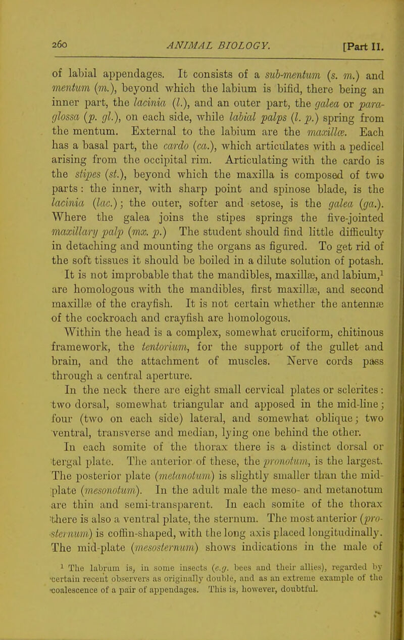 of labial appendages. It consists of a svh-mmtum (s. m.) and mentum (m.), beyond which the labium is bifid, there being an inner jiart, the lacinia (I.), and an outer part, the galea or para- glossa (p. gl.), on each side, while labial palps {I. p.) spring from the mentum. External to the labium are the maxilla. Each has a basal part, the cardo (ca.), which articulates with a pedicel arising from the occipital rim. Articulating with the cardo is the stipes (si.), beyond which the maxilla is composed of two parts: the inner, with sharp point and spinose blade, is the lacinia (lac); the outer, softer and setose, is the galea (ga.). Where the galea joins the stipes springs the five-jointed maxillary palp (mx. p.) The student should find little difficulty in detaching and mounting the organs as figured. To get rid of the soft tissues it should be boiled in a dilute solution of potash. It is not improbable that the mandibles, maxillte, and labium,^ are homologous with the mandibles, first maxillae, and second maxillae of the crayfish. It is not certain whether the antennae of the cockroach and crayfish are homologous. Within the head is a complex, somewhat cruciform, chitinous framework, the tentorium, for the support of the gullet and brain, and the attachment of muscles. Nerve cords pass through a central aperture. In the neck there are eight small cervical plates or sclerites : two dorsal, somewhat triangular and apposed in the mid-line; four (two on each side) lateral, and somewhat oblique; two Ventral, transverse and median, lying one behind the other. In each somite of the thorax there is a distinct dorsal or tergal plate. Tlie anterior of these, the pronotuiii, is the largest. The posterior plate (metanotum) is slightly smaller than the mid- plate {mesonotum). In the adult male the meso- and metanotum are thin and semi-transparent. In each somite of the thorax ^there is also a ventral plate, the sternum. The most anterior {piro- ■stcnmm) is coffin-shaped, with the long axis placed longitudinally. The mid-plate (mesosternum) shows indications in the male of 1 The labrum is, iii some insects (e.g. bees aud their allies), regarded by 'certain receiit observers as originally double, and as an extreme example of the •coalescence of a pair of appendages. This is, however, doubtful.