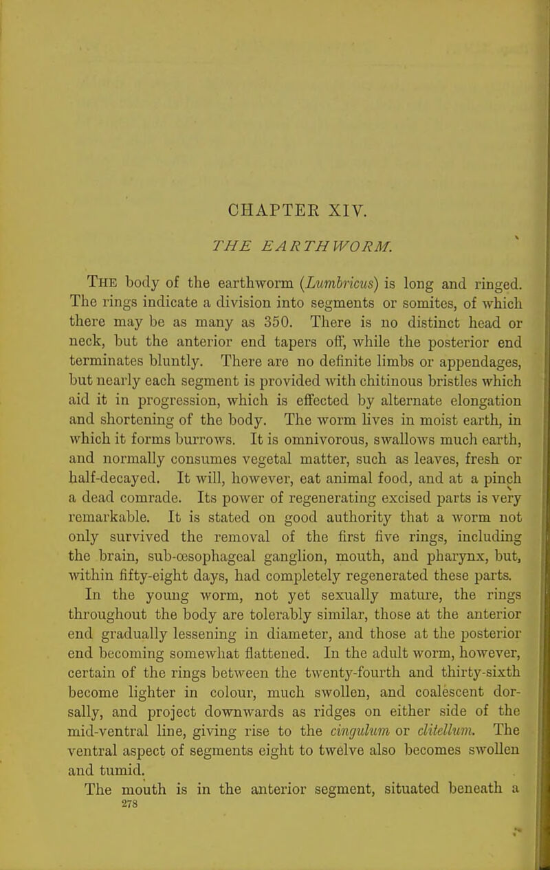 CHAPTER XIV. THE EARTHWORM. The body of the earthworm (Lumbricus) is long and ringed. The rings indicate a division into segments or somites, of which there may be as many as 350. There is no distinct head or neck, but the anterior end tapers oft, while the posterior end terminates bluntly. There are no definite limbs or appendages, but nearly each segment is provided with chitinous bristles which aid it in progression, which is eflfected by alternate elongation and shortening of the body. The worm lives in moist earth, in which it forms burrows. It is omnivorous, swallows much earth, and normally consumes vegetal matter, such as leaves, fresh or half-decayed. It will, however, eat animal food, and at a pinch a dead comrade. Its poAver of regenerating excised parts is very remarkable. It is stated on good authority that a Avorm not only survived the removal of the first five rings, including the brain, sub-oesophageal ganglion, mouth, and pharynx, but, within fifty-eight days, had completely regenerated these parts. In the young worm, not yet sexually mature, the rings throughout the body are tolerably similar, those at the anterior end gradually lessening in diameter, and those at the posterior end becoming somewhat flattened. In the adult worm, however, certain of the rings between the twenty-fourth and thirty-sixth become lighter in colour, much swollen, and coalescent dor- sally, and project downwards as ridges on either side of the mid-ventral line, giving rise to the cincjuhm or clitclhm. The ventral aspect of segments eight to twelve also becomes swollen and tumid. The mouth is in the anterior segment, situated beneath a