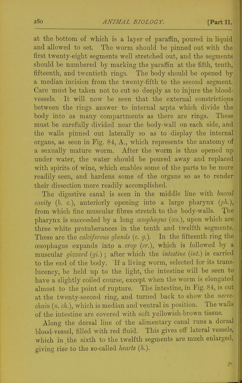 at the bottom of which is a layer of paraffin, poured in liquid and allowed to set. The worm should be pinned out with the first twenty-eight segments well stretched out, and the segments should be numbered by marking the paraffin at the fifth, tenth, fifteenth, and twentieth rings. The body should be opened by a median incision from the twenty-fifth to the second segment. Care must be taken not to cut so deejjly as to injure the blood- vessels. It will now be seen that the external constrictions between the rings answer to internal septa which divide the body into as many compartments as there are rings. These must be carefully divided near the body-wall on each side, and the walls pinned out laterally so as to display the internal organs, as seen in Fig. 84, A., which represents the anatomy of a sexually mature worm. After the worm is thus opened up under water, the water should be poured away and replaced with spirits of wine, which enables some of the parts to be more readily seen, and hardens some of the organs so as to render their dissection more readily accomplished. The digestive canal is seen in the middle line -vvith buccal cavity {b. c), anteriorly opening into a large pharynx (jA), from which fine muscular fibres stretch to the body-walls. X^i^ pharynx is succeeded by a long cesopliagus {(bs.), upon which are three white protuberances in the tenth and twelfth segments. These are the cakiferous glands (c. g.). In the fifteenth ring the oesophagus expands into a croj) (cr.), which is followed by a muscular gizzard {gi.) ; after which the intestine {int.) is carried to the end of the body. If a living worm, selected for its trans- lucency, be held up to the light, the intestine will be seen to have a slightly coiled course, except when the worm is elongated almost to the point of rupture. The intestine, in Fig. 84, is cut at the twenty-second ring, and turned back to show the nerve- chain {n. ch.), which is median and ventral in position. The walls of the intestine are covered with soft yellowish-brown tissue. Along the dorsal line of the alimentary canal runs a dorsal blood-vessel, filled with red fluid. This gives ofl' lateral vessels, which in.the sixth to the twelfth segments are much enlarged, giving rise to the so-called hearts (h.).