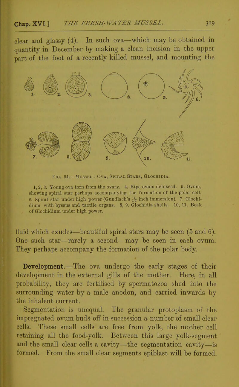 clear and glassy (4). In such ova—which may be obtained in quantity in December by making a clean incision in the upper part of the foot of a recently killed mussel, and mounting the Fio. 94.—Mussel: Ova, Spiral Stars, Glochidia. 1,2, 3. Young ova torn from the ovary. 4. Ripe ovum dehisced. 5. Ovum, showing spiral star perliaps accompanying the formation of the polar cell, t). Spiral star under high power (Gundlach's ^ inch immersion). 7. Glochi- dium witli byssus and tactile organs. 8, 9. Glochidia shells. 10, 11. Beak of Glochidium under high power. Huid which exudes—beautiful spiral stars may be seen (5 and 6). One such star—rarely a second—may be seen in each ovum. They perhaps accompany the formation of the polar body. Development.—The ova undergo the early stages of their development in the external gills of the mother. Here, in all probability, they are fertilised by spermatozoa shed into the surrounding water by a male anodon, and carried inwards by the inhalent current. Segmentation is unequal. The granular protoplasm of the impregnated ovum buds off in succession a number of small clear cells. These small cells are free from yolk, the mother cell retaining all the food-yolk. Between this large yolk-segment and the small clear cells a ca^dty—the segmentation cavity—is formed. From the small clear segments epiblast will be formed.