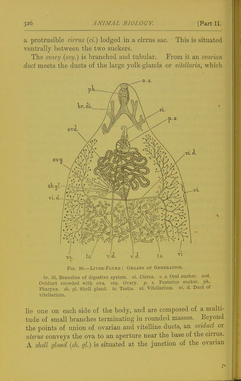 a protrusible arms {ci.) lodged in a cirrus sac. This is situated ventrally between the two suckers. The ovari/ (ovij.) is branched and tubular. From it an ovarian duct meets the ducts of the large yolk-glands or mtellaria, which Fig. flC—Livkr-Fluke : Organs of Generation. br. di. Branches of digestive system, ci. Cin'us. o. s. Oral sucker, ovd. Oviduct erowded witli ovn. ovy. Ovary, p. s. Posterior sucker. pK riiarynx. sft. gl. SlieU gland, is. Testis, vi. Vitellarinra. vi. d. Duct of vitellariura. lie one on each side of the body, and are composed of a multi- tude of small branches terminating in rounded masses. Beyond the points of union of ovarian and vitelline ducts, an oviduct or uterus conveys the ova to an aperture near the base of the cirrus. A shell glmd {sh. gl.) is situated at the junction of the ovarian