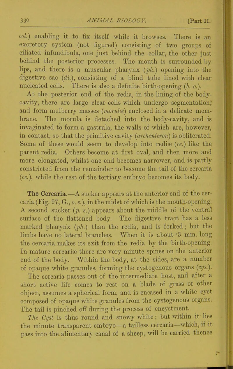 col.) enabling it to fix itself while it browses. There is an excretory system (not figured) consisting of two groups of ciliated infiindibula, one just behind the collar, the other just behind the posterior processes. The mouth is surrounded by lips, and there is a muscular pharynx (j;A.) opening into the digestive sac (d%.), consisting of a blind tube lined with clear nucleated cells. There is also a definite birth-opening (J. o.). At the posterior end of the redia, in the lining of the body- cavity, there are large clear cells which undergo segmentation; and form mulberry masses (moruke) enclosed in a delicate mem- brane. The morula is detached into the body-cavity, and is invaginated to form a gastrula, the walls of which are, however, in contact, so that the primitive cavity (archenteron) is obliterated. Some of these would seem to develop into redise (re.) like the parent redia. Others become at first oval, and then more and more elongated, whilst one end becomes narrower, and is partly constricted from the remainder to become the tail of the cercaria (ce.), while the rest of the tei'tiary embryo becomes its body. The Cercaria.—A sucker appears at the anterior end of the cer- caria (Fig. 97, G., 0. s.), in the midst of which is the mouth-opening. A second sucker (p. s.) appears about the middle of the ventral surface of the flattened body. The digestive tract has a less marked pharynx (p/i.) than the redia, and is forked; but the limbs have no lateral branches. When it is about -3 mm. long the cercaria makes its exit from the redia by the birth-opening. In mature cercarije there are very minute spines on the anterior end of the body. Within the body, at the sides, are a number of opaque white granules, forming the cystogenous organs (cys.). The cercaria passes out of the intermediate host, and after a short active life comes to rest on a blade of grass or other object, assumes a spherical form, and is encased in a Avhite cyst composed of opaque white granules from the cystogenous organs. The tail is pinched off during the process of encystment. The Cyst is thus round and snowy white; but within it lies the minute transparent embryo—a tailless cercaria—which, if it pass into the. alimentary canal of a sheep, will be carried thence