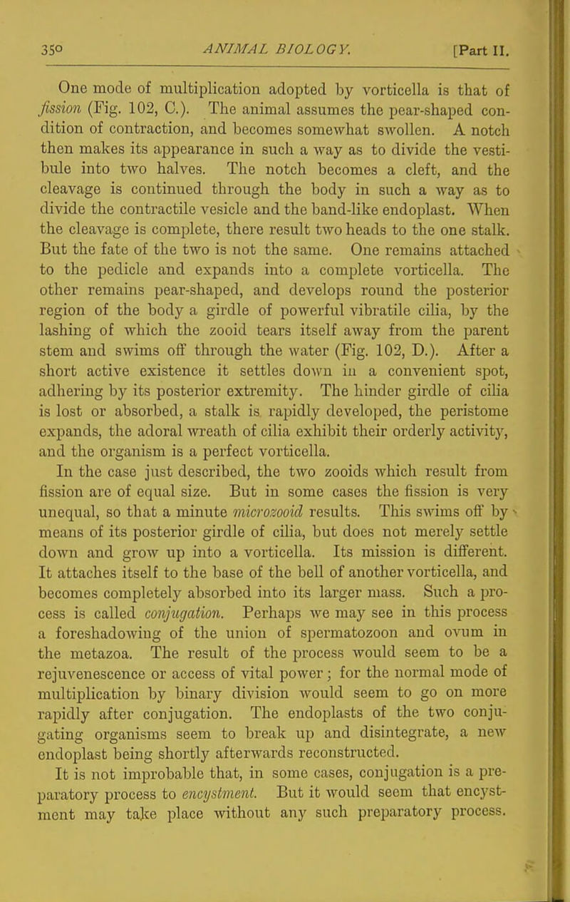 One mode of multiplication adopted by vorticella is that of fission (Fig. 102, C). The animal assumes the pear-shaped con- dition of contraction, and becomes somewhat swollen. A notch then makes its appearance in such a way as to divide the vesti- bule into two halves. The notch becomes a cleft, and the cleavage is continued through the body in such a way as to divide the contractile vesicle and the band-like endoplast. When the cleavage is complete, there result two heads to the one stalk. But the fate of the two is not the same. One remains attached to the pedicle and expands into a complete vorticella. The other remains pear-shaped, and develops round the posterior region of the body a girdle of powerful vibratile cilia, by the lashing of which the zooid tears itself away from the parent stem and swims off through the water (Fig. 102, D.). After a short active existence it settles down in a convenient spot, adhering by its posterior extremity. The hinder girdle of ciha is lost or absorbed, a stalk is rapidly developed, the peristome expands, the adoral wreath of cilia exhibit their orderly activity, and the organism is a perfect vorticella. In the case just described, the two zooids which result from fission are of equal size. But in some cases the fission is very unequal, so that a minute microzooid results. This swims off by ^ means of its posterior girdle of cilia, but does not merely settle down and grow up into a vorticella. Its mission is different. It attaches itself to the base of the bell of another vorticella, and becomes completely absorbed into its larger mass. Such a pro- cess is called conjugation. Perhaps we may see in this process a foreshadowing of the union of spermatozoon and ovum in the metazoa. The result of the process would seem to be a rejuvenescence or access of vital power; for the normal mode of multiplication by binary division would seem to go on more rapidly after conjugation. The endoplasts of the two conju- gating organisms seem to break up and disintegrate, a neAv endoplast being shortly afterwards reconstructed. It is not improbable that, in some cases, conjugation is a pre- paratory process to encystment. But it would seem that enc3'st- ment may take place without any such preparatory process.
