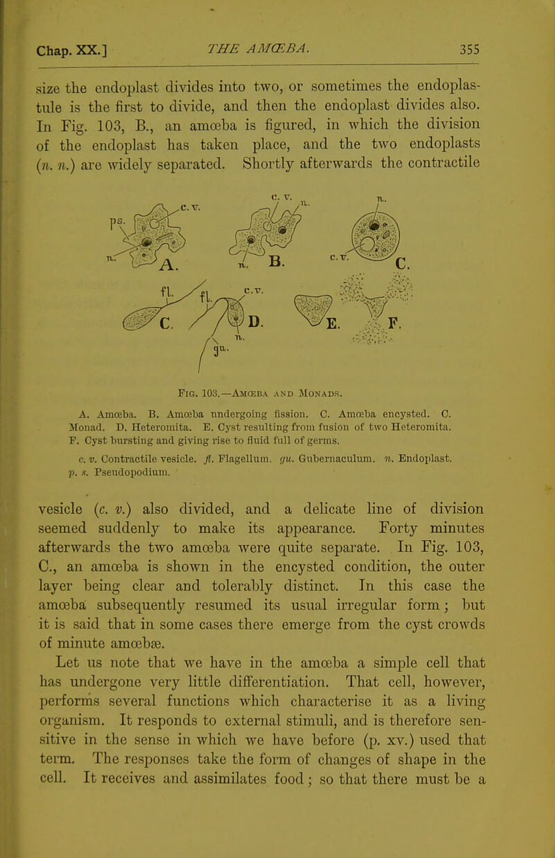 Chap. XX.] THE AMCEBA. 355 size the encloplast divides into two, or sometimes the endoplas- tule is the first to divide, and then the endoplast divides also. In Fig. 103, B., an amoeba is figured, in which the division of the endoplast has taken place, and the tw^o endoplasts (■ft. 71.) are widely separated. Shortly afterwards the contractile Fig. 103.—Amceba and Monads. A. Amoeba. B. Amoeba nndergoing fission. C. Amoeba encysted. C. Monad. D. Heteromita. B. Cyst resulting from fusion of two Heteromita. F. Cyst bursting and giving rise to fluid full of germs. c. V. Contractile vesicle, ji. Flagellum. gu. Gubernacuhmi. ii. Endoi)last. p. s. Psendopodiuni. vesicle (c. t;.) also divided, and a delicate line of division seemed suddenly to make its appearance. Forty minutes afterwards the two amoeba were quite sepai-ate. In Fig. 103, C, an amceba is shown in the encysted condition, the outer layer being clear and tolerably distinct. In this case the amoeba; subsequently resumed its usual irregular form; but it is said that in some cases there emerge from the cyst crowds of minute amoebae. Let us note that we have in the amoeba a simple cell that has undergone very little differentiation. That cell, however, perfornis several functions which characterise it as a living organism. It responds to external stimuli, and is therefore sen- sitive in the sense in which we have before (p. xv.) used that term. The responses take the form of changes of shape in the cell. It receives and assimilates food; so that there must be a