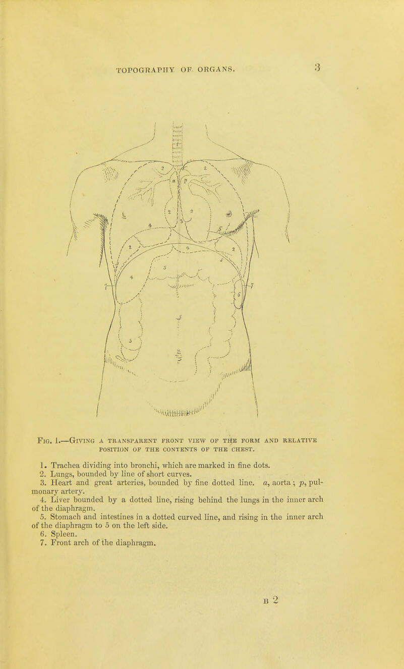 TOPOGRAPHY OF ORGANS. Fig. 1.—Giving a transparent front visw of the form and relative POSITION OF the contents OF THE CHEST. 1. Trachea dividing into bronchi, which are marked in fine dots. 2. Lungs, bounded by line of short curves. 3. Heart and great arteries, bounded hy fine dotted line, a, aorta; p, pul- monary artery. 4. Liver bounded by a dotted line, rising behind the lungs in the inner arch of the diaphragm. 5. Stomach and intestines in a dotted curved line, and rising in the inner arch of the diaphragm to 5 on the left side. 6. Spleen. 7. Front arch of the diaphragm.