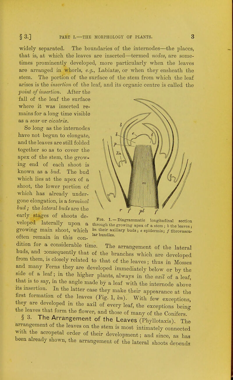 ■widely separated. Tlie boundaries of tlie internodes—tlie places, tliat is, at wiiicli tlie leaves are inserted—termed nodes, are some- times promiaently developed, more particularly wben the leaves are arranged in whorls, e.g., Labiatee, or when they ensheath the stem. The portion of the surface of the stem from which the leaf arises is the insertion of the leaf, and its organic centre is called the point of insertion. After the fall of the leaf the surface where it was inserted re- mains for a long time visible as a scar or cicatrix. So long as the internodes have not begun to elongate, and the leaves are still folded together so as to cover the apex of the stem, the grow- ing end of each shoot is known as a h^id. The bud which lies at the apex of a shoot, the lower portion of which has already under- gone elongation, is a terminal hud; the lateral buds are the early stages of shoots de- veloped laterally upon a growing main shoot, which often remaia in this con- ditum for a considerable time. The arrangement of the lateral buds, and consequently that of the branches which are developed from them, is closely related to that of the leaves ; thus in Mosses and many Perns they are developed immediately below or by the side of a leaf; in the higher plants, always in the axil of a leaf, that IS to say, m the angle made by a leaf with the internode above Its insertion. In the latter case they make their appearance at the first formation of the leaves (Fig. 1, Jen). With few exceptions, they are developed in the axU of every leaf, the exceptions being the leaves that form the flower, and those of many of the Conifers. § 3. The Arrangement of the Leaves (Phyllotaxis). The arrangement of the leaves on the stem is most intimately comiected with the acropetal order of their development; and since, as has been ah-eady shown, the arrangement of the lateral shoots deuends Fia. 1. — Diagrammatic longitudinal section through the growing apex of a stem ; b the leaves; Im their axillary buds; e epidermis; / fibrovascu- lar bundles.