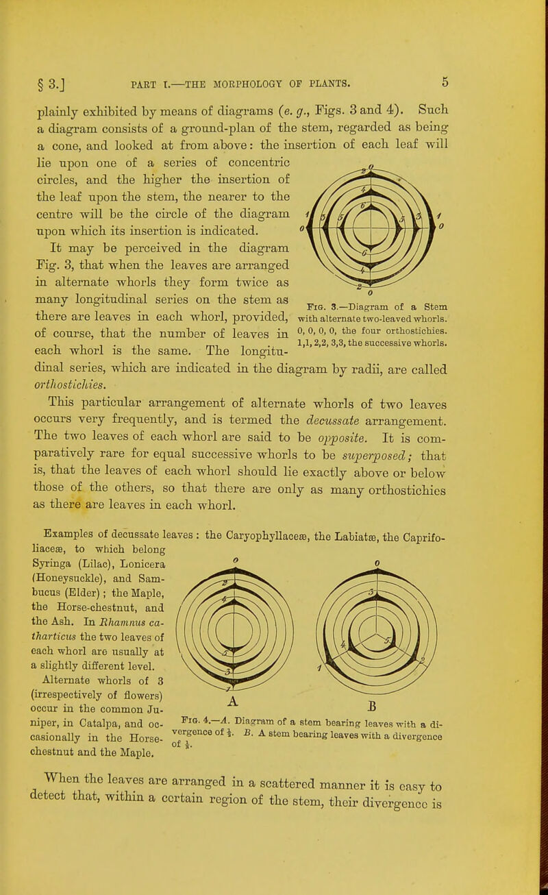 plainly exhibited by means of diagrams (e. g., Figs. 3 and 4). Sncli a diagram consists of a ground-plan of the stem, regarded as being a cone, and looked at from above: tbe insertion of each leaf will lie upon one of a series of concentric circles, and the higher the insertion of the leaf njDon the stem, the nearer to the centre will be the circle of the diagram upon which its insertion is indicated. It may be perceived in the diagram Fig. 3, that when the leaves are arranged in alternate whoi-ls they form twice as many longitudinal series on the stem as „ . ^. ^ ° Fig. 3.—Diagram of a Stem there are leaves in each whorl, provided, with alternate two-leaved whorls. of course, that the number of leaves in ^' ^' orthostichies. im ■, . 1,1,2,2,3,3, the successive whorls. each whorl is the same. The longitu- dinal series, which are indicated in the diagram by radii, are called orthosticlbies. This particular arrangement of alternate whorls of two leaves occurs very frequently, and is termed the decussate arrangement. The two leaves of each whorl are said to be opposite. It is com- paratively rare for equal successive whorls to be superposed; that is, that the leaves of each whorl should lie exactly above or below those of the others, so that there are only as many orthostichies as there are leaves in each whorl. Examples of decussate leaves liaces, to which belong Syringa (Lilac), Lonicera (Honeysuckle), and Sam- bucus (Elder); the Maple, the Horse-chestnut, and the Ash. In Ehamnus ca- tJiarticus the two leaves of each whorl are usually at a slightly difierent level. Alternate whorls of 3 (irrespectively of flowers) occur in the common Ju- niper, in Catalpa, and oc- casionally in the Horse- chestnut and the Maple. the CaryophyllacesB, the Labiatra, the Caprifo- FiG. 4.-4. Diagram of a stem bearing leaves with a di- vergence of \. B. A stem bearing leaves with a divergence of i. When the leaves are arranged in a scattered manner it is easy to detect that, within a certain region of the stem, their divergence is