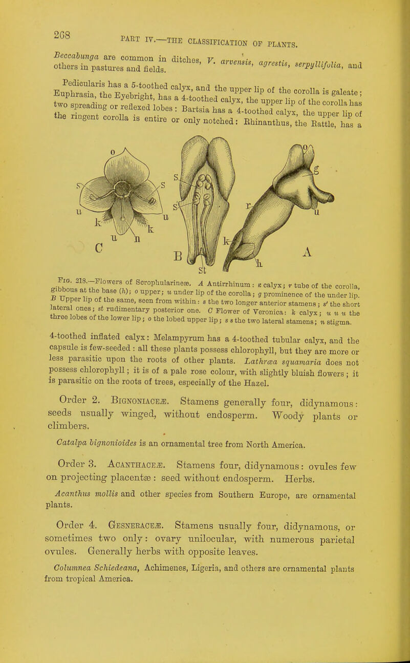 2G8 PART IV.—TOE CLASSIFICATION OF PLANTS. two spreain^ or f.l? i , , ^-tootl^ed calyx, the upper lip of the coroUa has Z , : Bartsia has a 4.toothed calyx, the upper lip of the nugent corolla .s entire or only notched: Ehinanthu', the EaJtL bas a «.ihhn;;i;^ r n? SoropUularmefe. A Antirrhinum : « calyx; r tube of the corolla, gibbous at the base {h); o upper; u under lip of the corolla; g prominence of the under lip. -K Upper lip of the same, seen from within: s the two longer anterior stamens ; s' the short atera ones; st rudimentary posterior one. C Flower of Veronica: Ic calyx; u u u the three lobes of the lower lip; o the lobed upper lip; s s the two lateral stamens; n stigma. 4-toothed inflated calyx: Melampyrum has a 4-toothed tubular calyx, and the capsule is few-seeded : aU these plants possess chlorophyll, but they are more or less parasitic upon the roots of other plants. Lathrcea sqiiamaria does not possess chlorophyll; it is of a pale rose colour, with shghtly bluish flowers ; it is parasitic on the roots of trees, especially of the Hazel. Order 2. Bignoniace^. Stamens generally four, didynamous: seeds nsnally winged, without endosperm. Woody plants or climbers. Catalpa bignonioides is an ornamental tree from North America. Order 3. Acanthace.5;. Stamens four, didynamous: ovules few on projecting placentae : seed without endosperm. Herbs. Acanthus mollis and other species from Southern Europe, are ornamental plants. Order 4. GESNEBACE.a;. Stamens usually four, didynamous, or sometimes two only: ovary unilocular, with numerous parietal ovules. Generally herbs with opposite leaves. Golumnea Scliiedeana, Achimenes, Ligeria, and others are ornamental plants from tropical America.