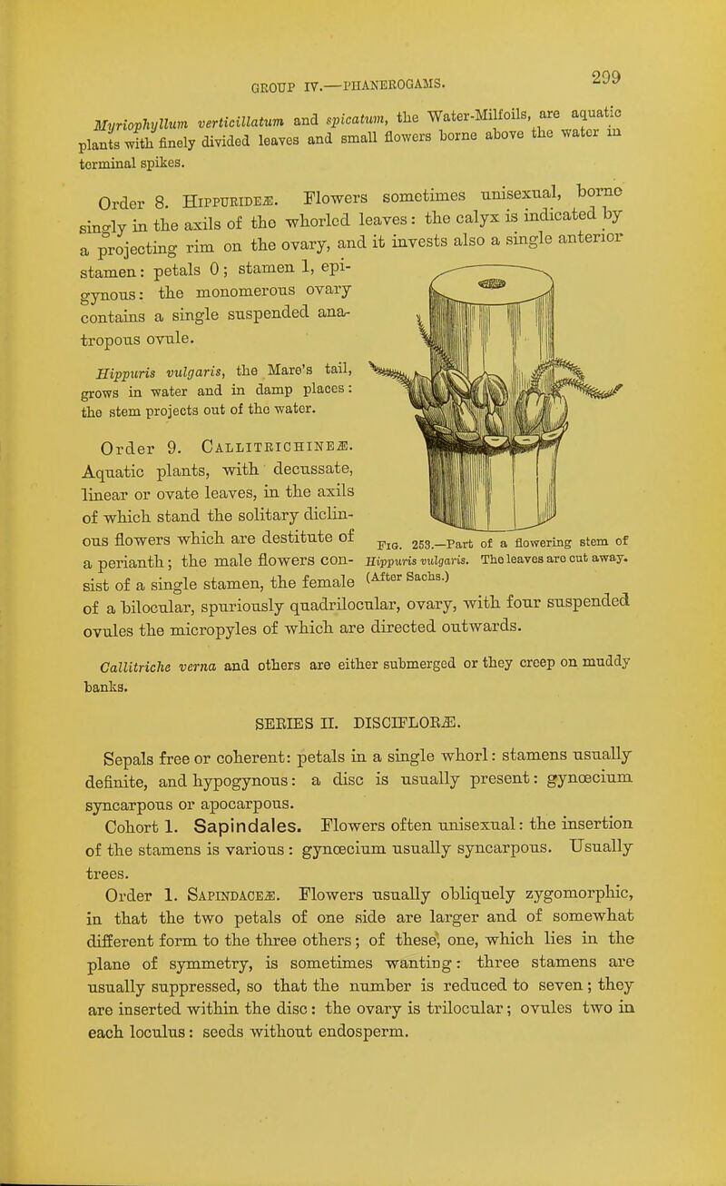 Myriopmiun veriicillatum and spicaUm, the Water-Milfoils are aquat^ plants with finely divided leaves and small flowers borne above the water m terminal spikes. Order 8 Hippueidej:. Flowers sometimes unisexual, borne sin-ly in the axils of the whorlcd leaves: the calyx is indicated by a projecting rim on the ovary, and it invests also a single anterior stamen: petals 0 ; stamen 1, epi- gynous: the monomerous ovary contains a single suspended ana- tropous ovule. Hippuris vulgaris, the Mare's tail, grows in water and in damp places: the stem projects out of the water. Order 9. CallitrichiiteJ!. Aquatic plants, with decussate, linear or ovate leaves, in the axils of which stand the solitary diclin- ous flowers which are destitute of 253.-Part of a flowering stem of a perianth; the male flowers con- mppuris vulgaris. The leaves are cut away, sist of a single stamen, the female (^*'''^ Sachs.) of a bilocular, spuriously quadrilocular, ovary, with four suspended ovules the micropyles of which are directed outwards. Callitriche verna and others are either submerged or they creep on muddy banks. SEEIES II. DISCIPLOR.E. Sepals free or coherent: petals in a single whorl: stamens usually definite, and hypogynous: a disc is usually present: gynoecium syncarpous or apocarpous. Cohort 1. Sapindales. Flowers often unisexual: the insertion of the stamens is various : gynoecium usually syncarpous. Usually trees. Order 1. Sapindace^. Flowers usually obliquely zygomorphic, in that the two petals of one side are larger and of somewhat difierent form to the three others; of these, one, which lies in the plane of symmetry, is sometimes wanting: three stamens are usually suppressed, so that the number is reduced to seven; they are inserted within the disc: the ovary is trilocular; ovules two in each loculus: seeds without endosperm.