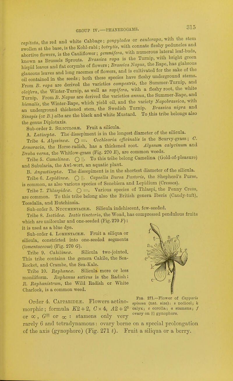 capStata, ihexBi and white Cabbage; gongylodes or caulorapa, v^ith the stem swoUen ^t the base, is the Kohl-rabi; lotrytis, with connate fleshy peduncles and abortive flowers, is the Cauliflower; gemmifera, with numerous lateral leaf-buds, known as Brussels Sprouts. Brassica rapa is the Turmp, with bngh green hispid leaves and flat corymbs of flowers; Brassica Napus, the Eape has glabrous glaucous leaves and long racemes of flowers, and is cultivated for the sake of the oil contained in the seeds; both these species have fleshy underground stems From B rapa are derived the varieties campestris, the Summer-Turnip, and olcifera, the Winter-Turnip, as well as rapifera, with a fleshy root, the white Turnip From B. Napus are derived the varieties annua, the Summer-Eape, and Memalis, the Winter-Eape, which yield oU, and the variety Napohrassica, with an underground thickened stem, the Swedish Turnip. Brassica nigra and Sinapis (or B.) alba are the black and white Mustard. To this tribe belongs also the genus Diplotaxis. Sub-order 2. Siliculos^. Fruit a silicula. A. LatiseptcB. The dissepiment is in the longest diameter of the silicula. Tribe 4. Ahjssinem. Q =. Cochlearia officinalis is the Scurvy-grass; C. Armoracia, the Horse-radish, has a thickened root. Alyssum calycinum and Draba verna, the Whitlow-grass (Fig. 270 E), are common weeds. Tribe 5. Gamelinem. Q \\. To this tribe belong CameUna (Gold-of-pleasure) and Subularia, the Awl-wort, an aquatic plant. B. Angustiseptm. The dissepiment is in the shortest diameter of the silicula. Tribe 6. Lepidineai. Q II- Capsella Bursa Pastoris, the Shepherd's Purse, is common, as also various species of Senebiera and Lepidium (Cresses). Tribe 7. ThlaspidecE. Q =. Various species of Thlaspi, the Penny Cress, are common. To this tribe belong also the British genera Iberis (Candy-tuft), Teesdaha, and Hutchinsia. Sub-order 3. Nucumentaoe^. Silicula indehiscent, few-seeded. Tribe 8. Isatidece. Isatis tinctoria, the Woad, has compressed pendulous fruits which are unilocular and one-seeded (Fig. 270 F): it is used as a blue dye. Sub-order 4. Lomentace^. Fruit a sUiqua or silicula, constricted into one-seeded segments {lomentaceous) (Fig. 270 G). Tribe 9. Cahilinece. Silicula two-jointed. This tribe contains the genera Cakile, the Sea- Eocket, and Crambe, the Sea-Kale. Tribe 10. Eaplianece. Silicula more or less moniUform. Baphanus sativus is the Eadish > B. Eaphanistrum, the Wild Eadish or White Charlock, is a common weed. ^ . Fis. 271.—Mower of Capparis Order 4. CAPPARiDEiE. Flowers actmo- .pi,,^,^ (^^t. size): s pedicel; k morpllic; formula E2 + 2, 0x4, A2 + 2'^ calyx; o corolla; a stamens; / , 1 ovary on (t) gynophore. or oc , G'-'- or oc '• stamens only very rarely 6 and tetradynamons: ovary borne on a special prolongation of the axis (gynophore) (Fig. 271 t). Fruit a siliqna or a berry.