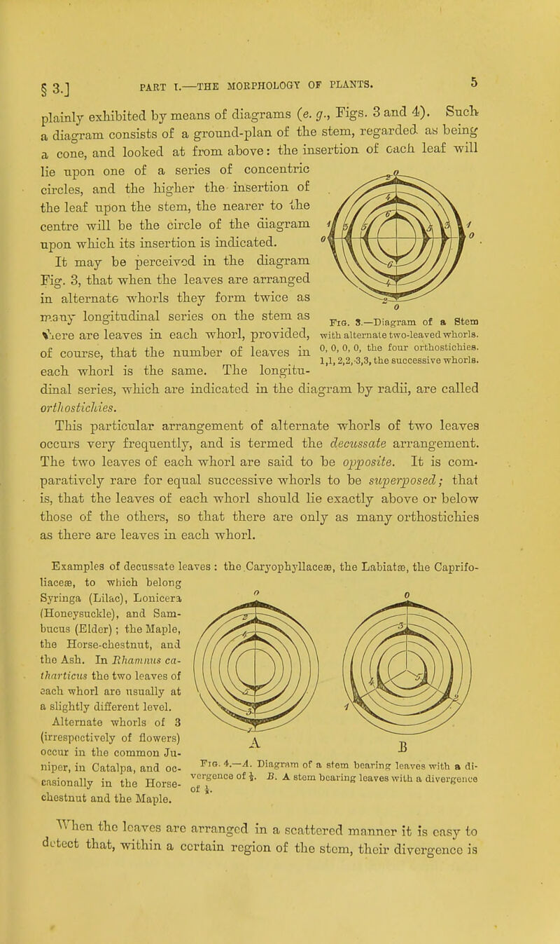 plainly exliibited by means of diagrams (e. g., Figs. 3 and 4). SiicK a diagram consists of a ground-plan of the stem, regarded as being a cone, and looked at from above: tlie insertion of each leaf will lie npon one of a series of concentric circles, and the higher the insertion of the leaf npon the stem, the nearer to the centre will be the circle of the diagram npon which its insertion is indicated. It may be perceived in the diagram Fig. 3, that when the leaves are arranged in alternate whorls they form twice as many longitudinal series on the stem as s,_Eiagram of a stem \\ere are leaves in each whorl, provided, Tvith alternate two-ieavedwiaoris. of course, that the number of leaves in °'V,* o''!! orthostichies. ' . 1,1,2,2,-3,3, the successive wnorls. each whorl is the same. The longitu- dinal series, which are indicated in the diagram by radii, are called orthostichies. This particular arrangement of alternate whorls of two leaves occurs very frequently, and is termed the deciossate arrangement. The two leaves of each whorl are said to be opposite. It is com- paratively rare for equal successive whorls to be supeiyosed; that is, that the leaves of each whorl should lie exactly above or below those of the others, so that there are only as many orthostichies as there are leaves in each whorl. Examples of decussate leaves : the .Caryophj'llace®, the LabiatsB, the Caprifo- liacBffi, to which belong Syringa (Lilac), Lonicera   (Honeysuckle), and Sam- bucus (Elder); the Maple, the Horse-chestnut, and the Ash. In Rhaniiius ca- tharticus the tvfo leaves of each whorl are usually at a slightly different level. Alternate whorls of 3 (irrespectively of flowers) occur in the common Ju- niper, in Catalpa, and oc- casionally in the Horse- chestnut and the Maple. Fio. 4.—A. Diagram of a stem bearing leaves with a di- vergcnca of 4. B. A stem bearing leaves with a divergence of i. When the leaves are arranged in a scattered manner it is easy to detect that, within a certain region of the stem, their divergence is