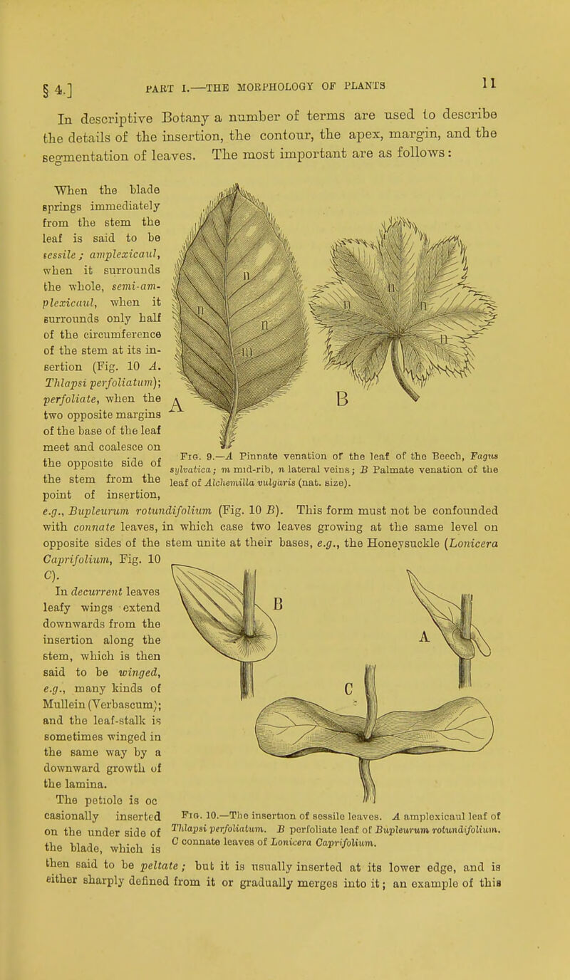 §4.] In descriptive Botany a number of terms are used to describe the details of the insertion, the contour, the apex, margin, and the seo-mentation of leaves. The most important are as follows: When the blade Bprings immediately from the stem the leaf is said to be fessile ; amplexicanl, when it surrounds the -whole, semi-am- plexicmd, when it surrounds only half of the circumference of the stem at its in- sertion (Fig. 10 A. TJilapsi perfoliattim); perfoliate, -when the two opposite margins of the base of the leaf meet and coalesce on the opposite side of f Pio. 9.—^ Pinnate venation or the leaf of the Beech, Fagws sijlvatica; m mid-rib, u lateral veins; B Palmate venation of the the stem from the leaf o£ ^IcJiemilia nulsoris (nat. size), point of insertion, e.g., Bupleurum rotundifolium (Fig. 10 B). This form must not be confounded with connate leaves, in which case two leaves growing at the same level on opposite sides of the stem unite at their bases, e.g., the Honeysuckle {Lonicera Caprifolium, Fig. 10 C). In decurrent leaves leafy wings extend downwards from the insertion along the stem, which is then said to be winged, e.g., many kinds of Mullein (Verbascum); and the leaf-stalk is sometimes winged in the same way by a downward growth of the lamina. The petiole is oc casionally inserted on the under side of the blade, which is Fig. 10.—The insertion of sessile leaves. A amploxicaul leaf of Tlilapsi perfolialum. B perfoliate leaf of Bupleurum, rotundifolmm, C connate leaves of Lonicera Caprifolium. then said to be peltate; but it is usually inserted at its lower edge, and is either sharply defined from it or gradually merges into it; an example of this